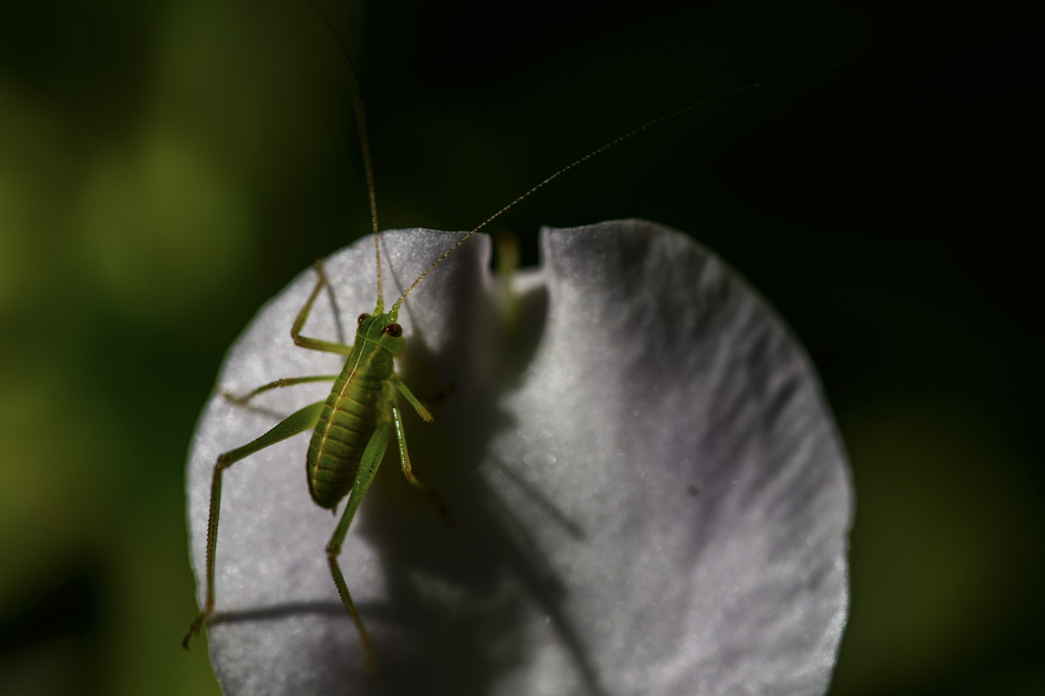 Nikon D800 sample photo. Botanical gdn photography