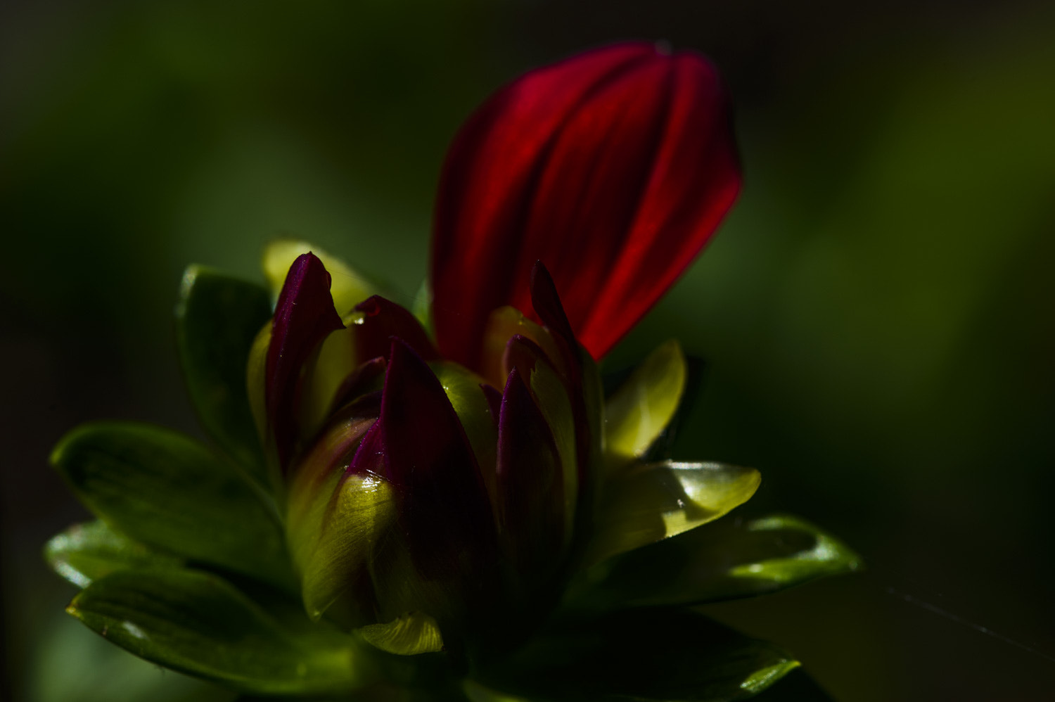 Nikon D800 + Nikon AF Micro-Nikkor 200mm F4D ED-IF sample photo. Botanical gdn photography