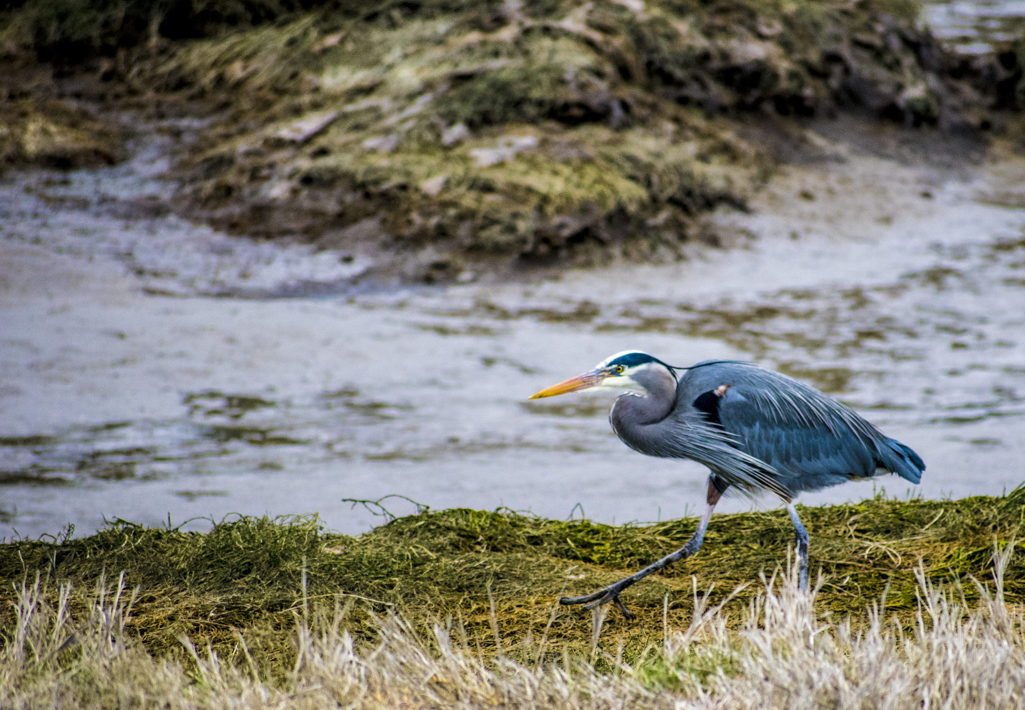 Nikon AF-S Nikkor 70-200mm F2.8G ED VR II sample photo. Blue heron photography