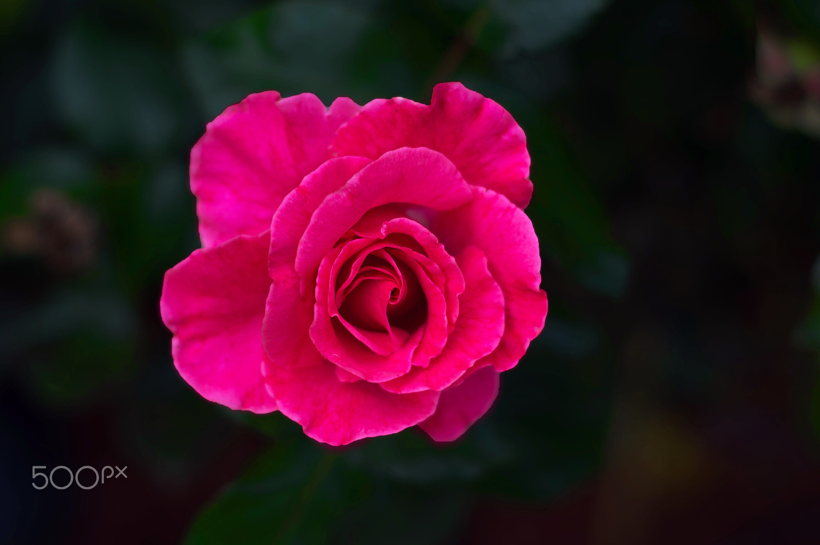 Nikon D3200 + Nikon AF Nikkor 50mm F1.8D sample photo. Blooming photography