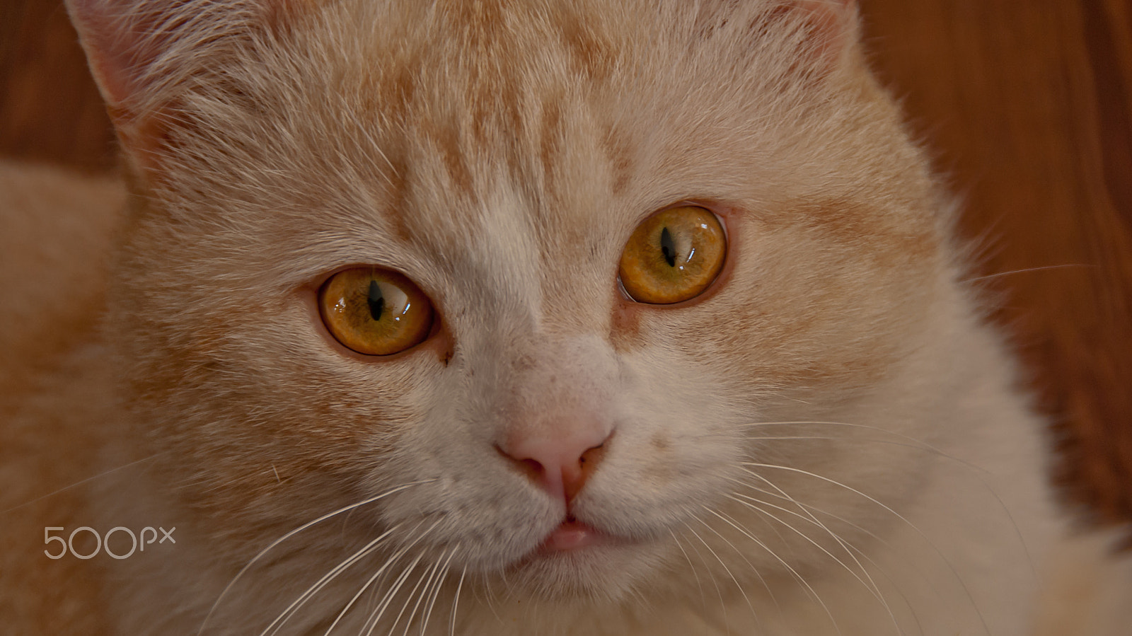 Sony Alpha DSLR-A330 + Sony DT 18-250mm F3.5-6.3 sample photo. Cat's portrait photography