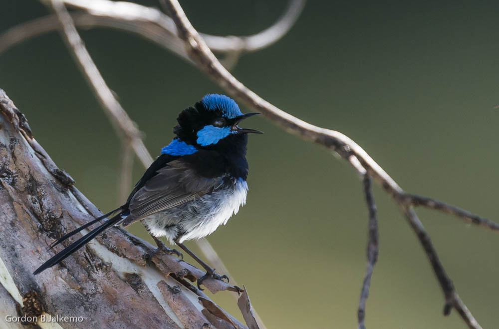 Nikon D800 sample photo. Superb fairy wren photography