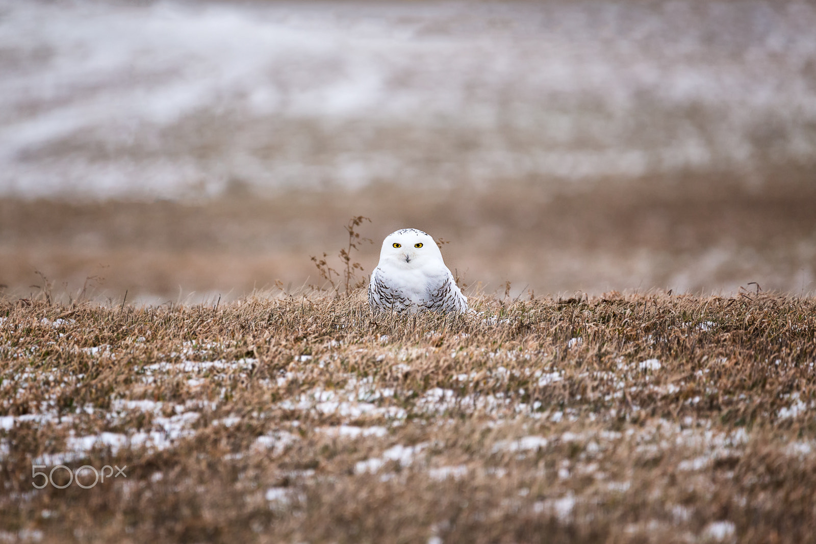 150-600mm F5-6.3 DG OS HSM | Contemporary 015 sample photo. Snowy on a field photography