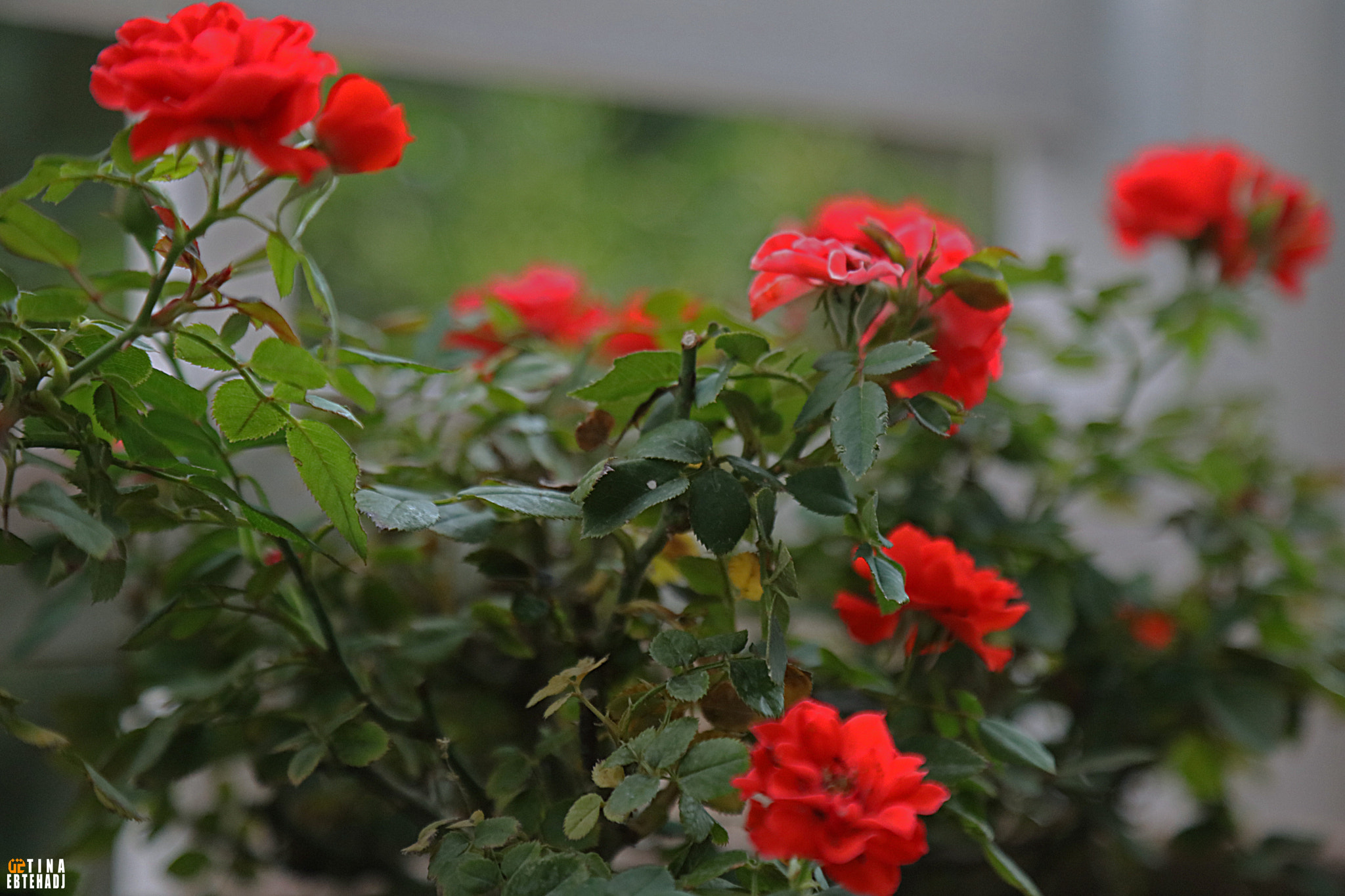 Canon EOS 5DS R sample photo. Untitled photography