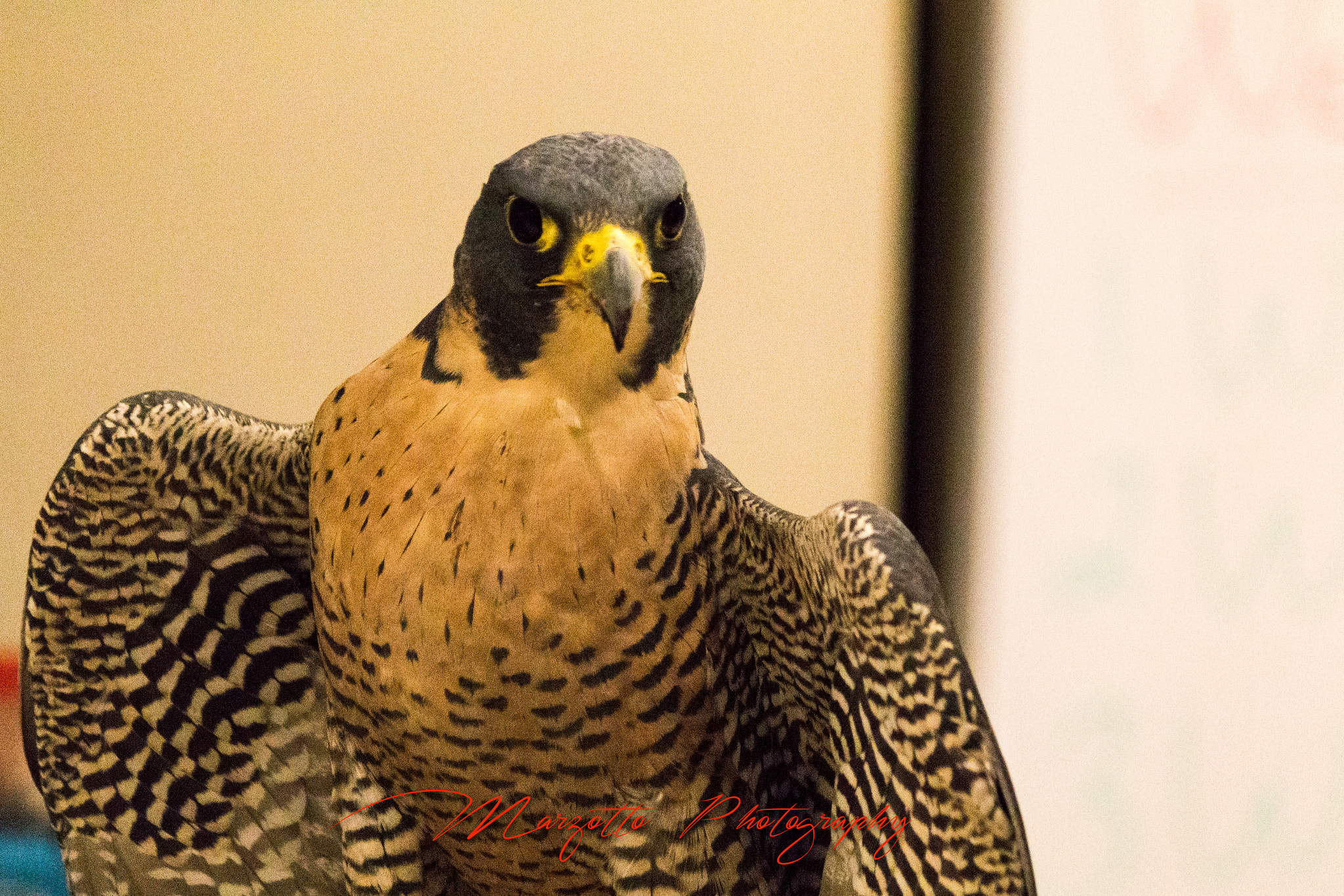 Canon EF-S 55-250mm F4-5.6 IS II sample photo. What did you say photography