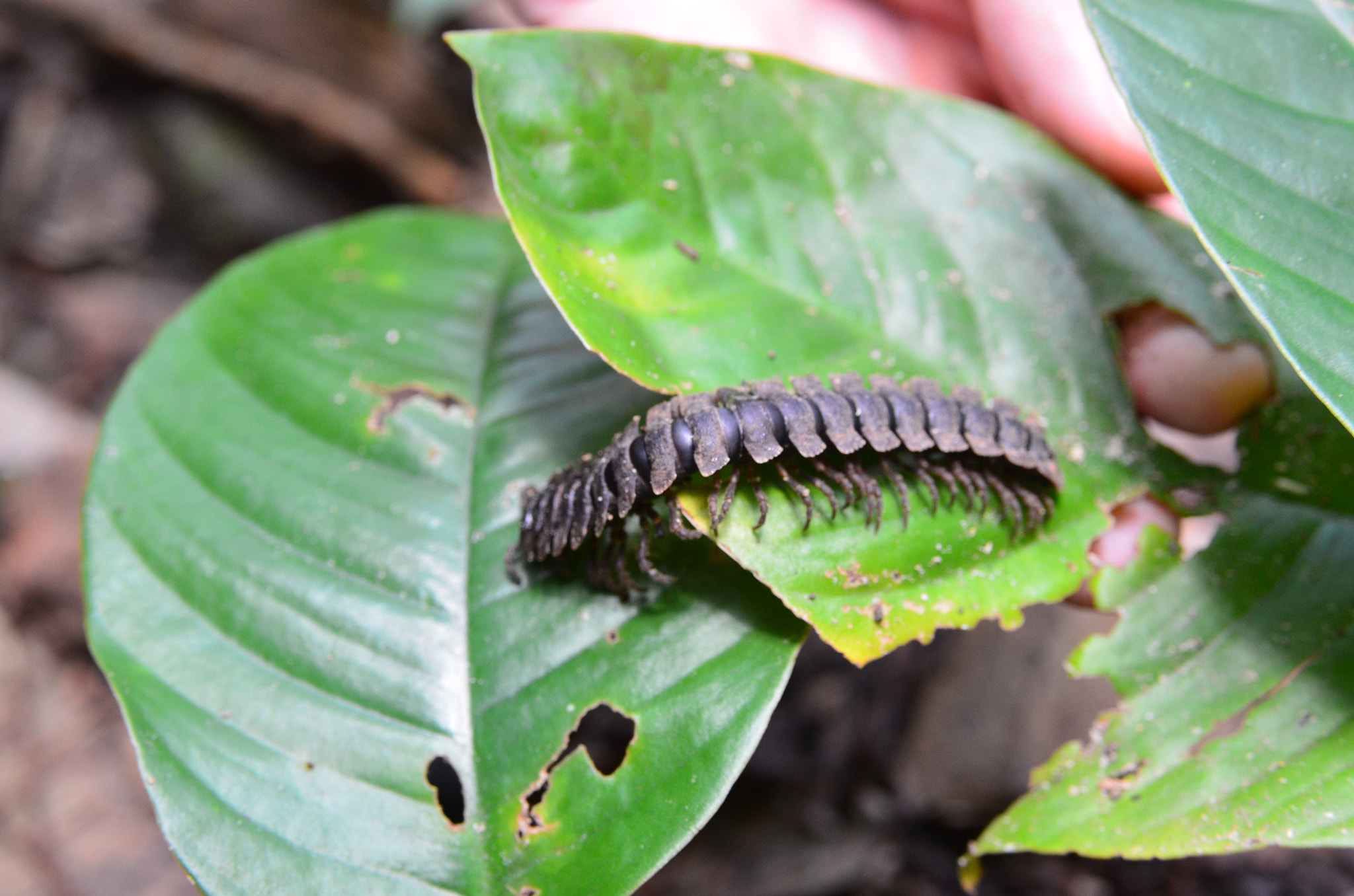 Nikon D7000 + Sigma 18-200mm F3.5-6.3 DC OS HSM sample photo. Playful millipede photography