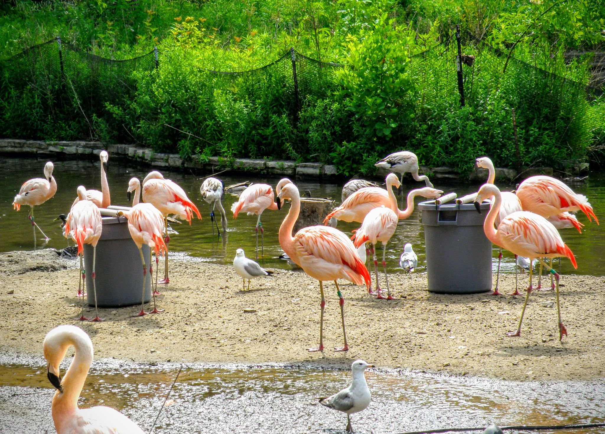 Olympus SP-565UZ sample photo. Flamingos photography