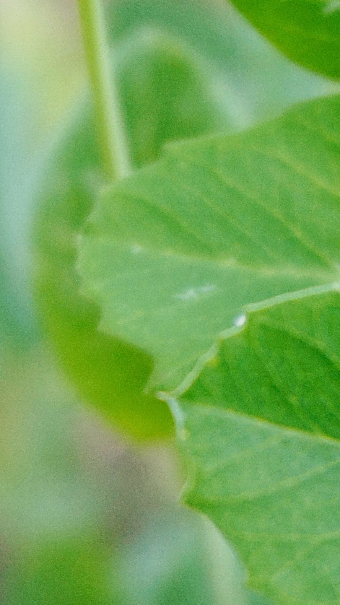 Sony Alpha a5000 (ILCE 5000) + Sony E 18-50mm F4-5.6 sample photo