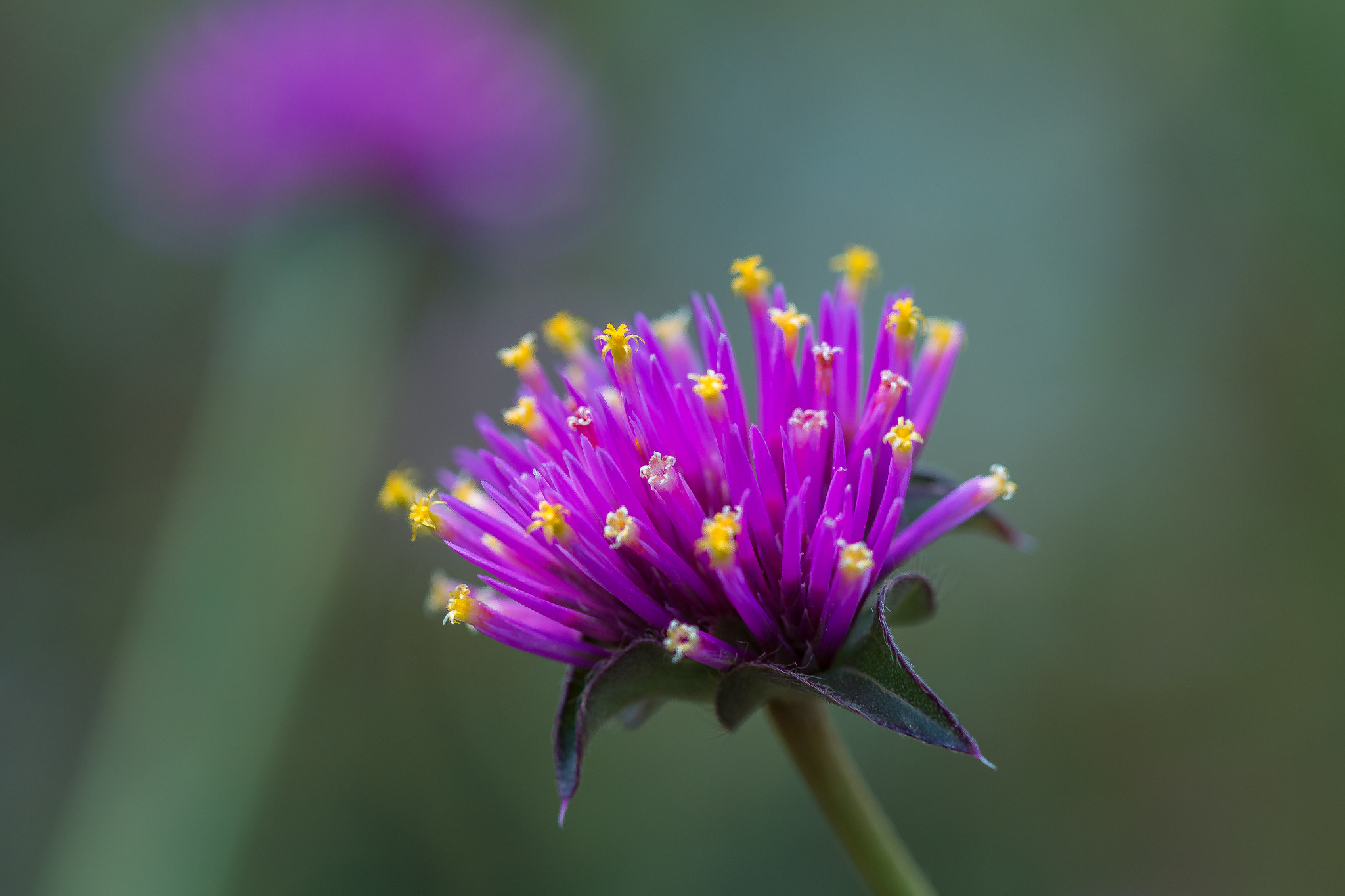 Canon EF 100mm F2.8 Macro USM sample photo. Hmm photography