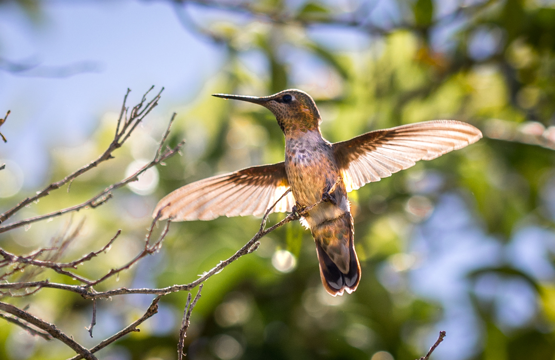 Sigma 105mm F2.8 EX DG OS HSM sample photo. Ready for the flight photography