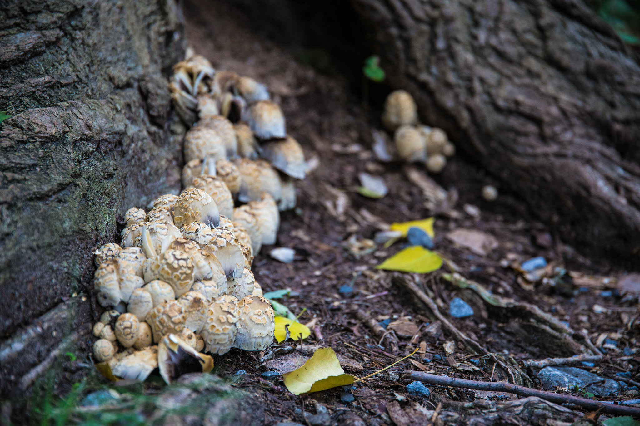 Canon EOS 6D + Sigma 17-70mm F2.8-4 DC Macro OS HSM sample photo. Fungal photography