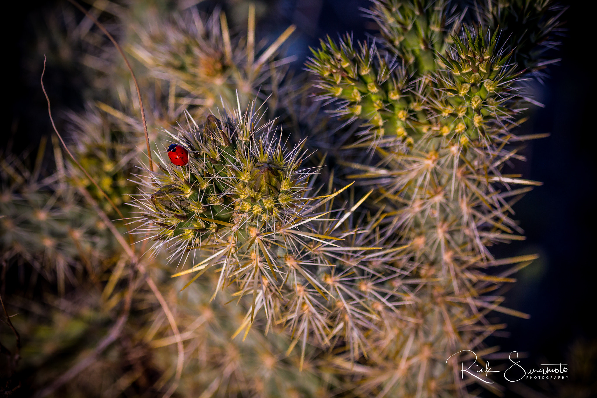 Canon EOS 60D sample photo. Lady on a cholla photography