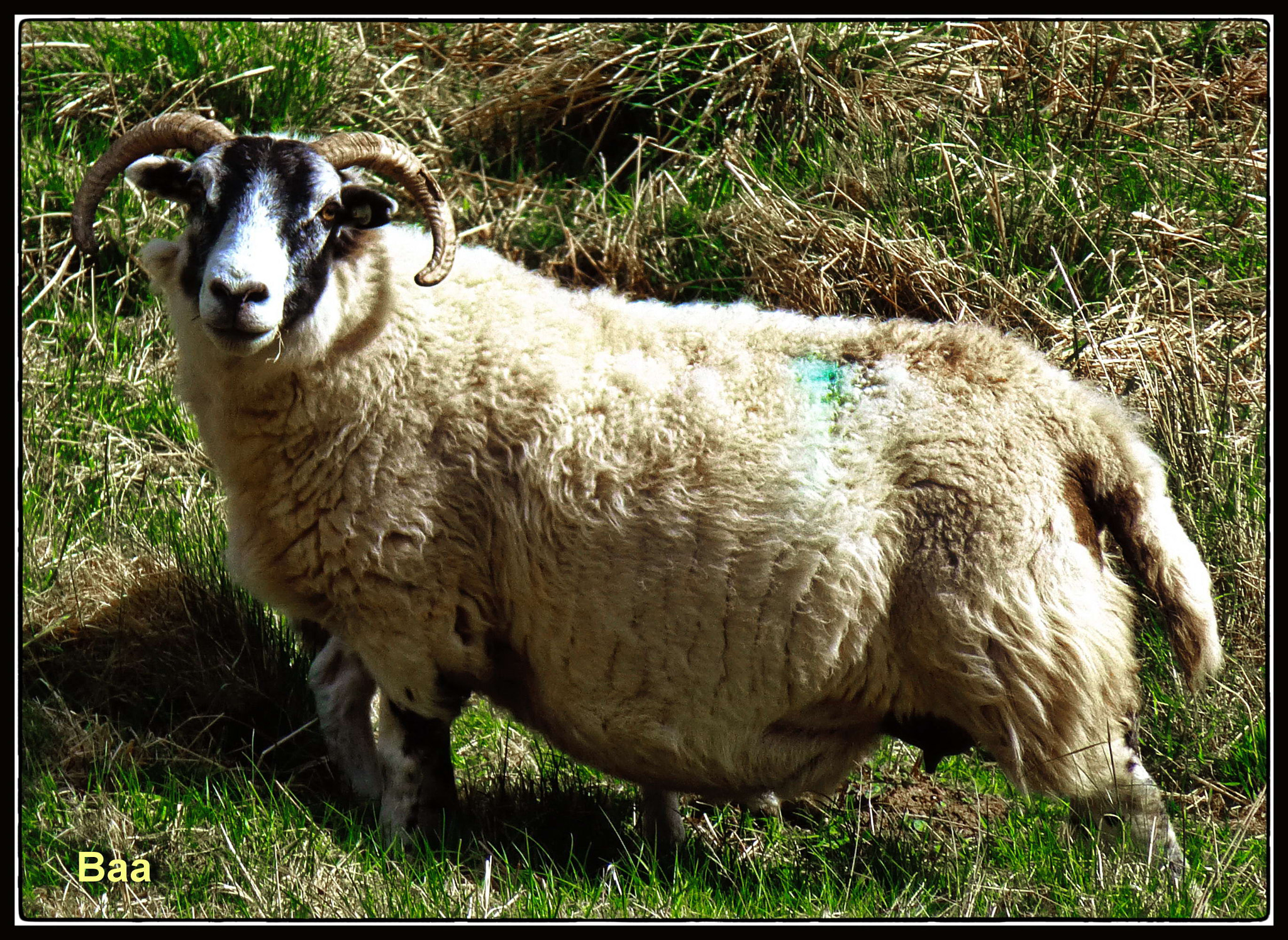 Panasonic Lumix DMC-ZS20 (Lumix DMC-TZ30) sample photo. Sheep photography