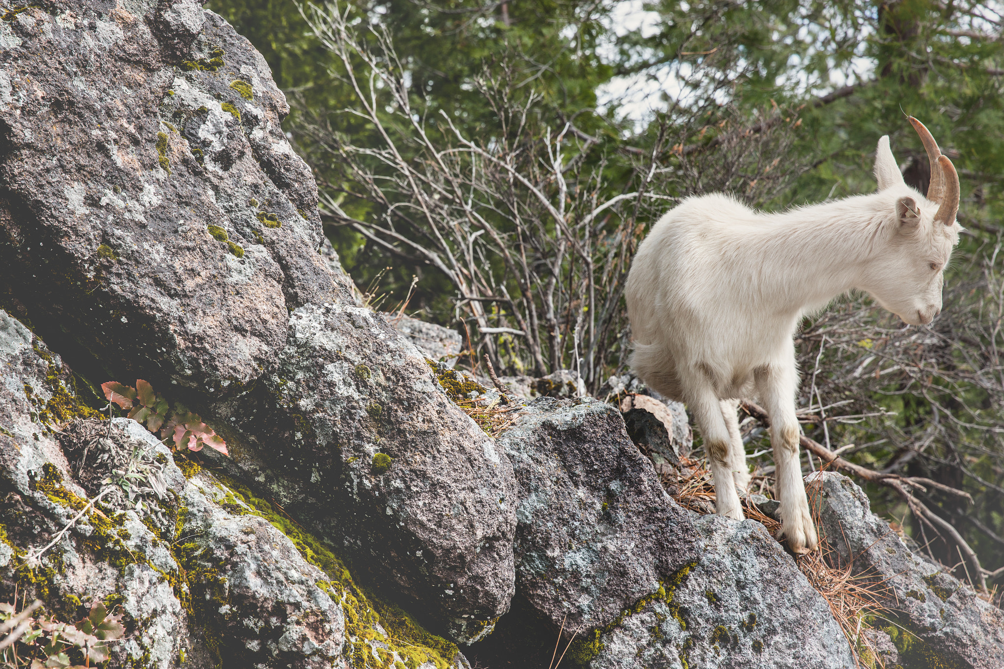 Canon EOS-1Ds Mark III sample photo. Little missy on rock photography