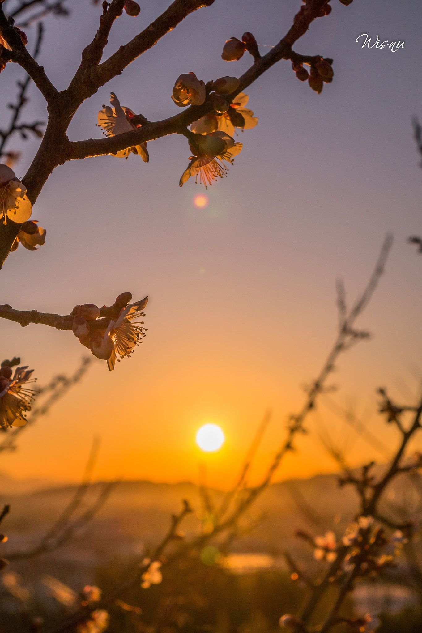 24-200mm F2.8 sample photo. The blooming of plum flowers in the morning photography