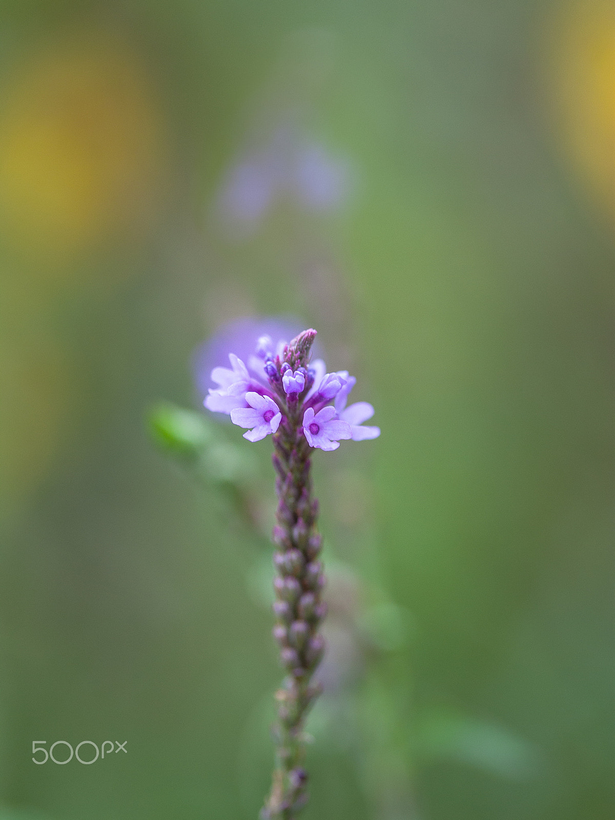 Canon EOS 450D (EOS Rebel XSi / EOS Kiss X2) sample photo. Wild purple flower macro photography