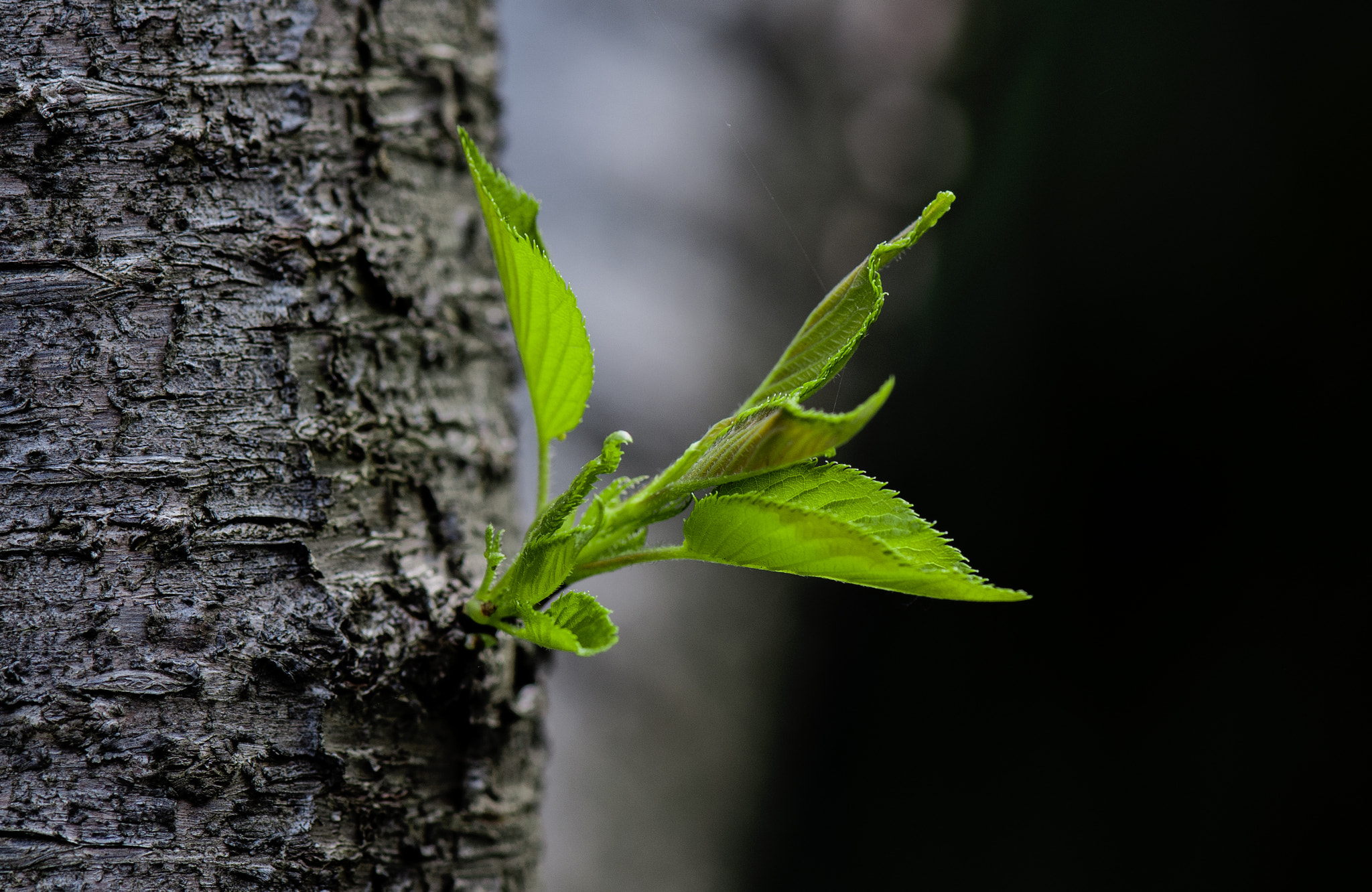 Nikon AF-S Micro-Nikkor 105mm F2.8G IF-ED VR sample photo