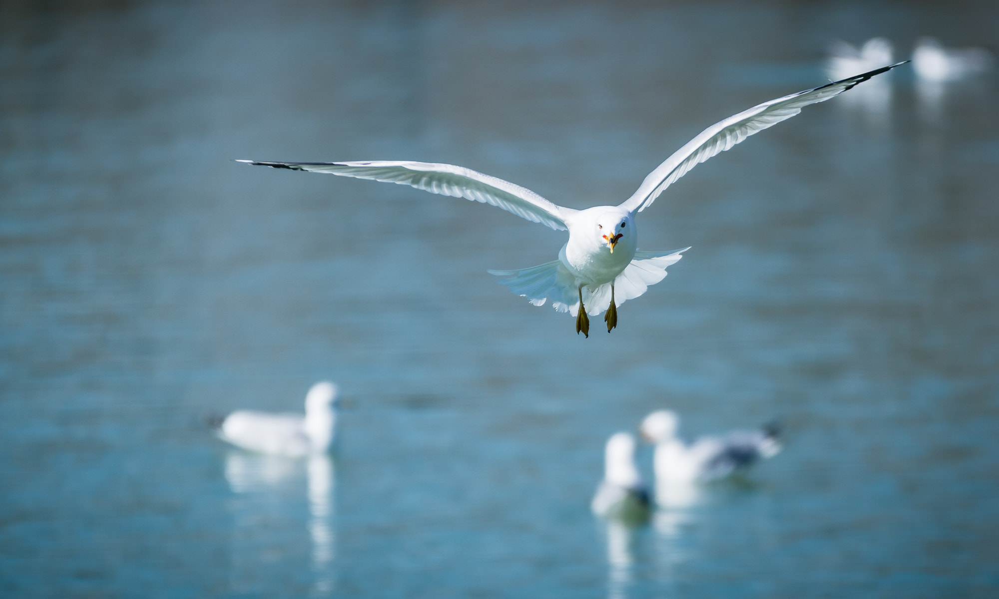 Sigma 70-200mm F2.8 EX DG OS HSM sample photo. Img photography