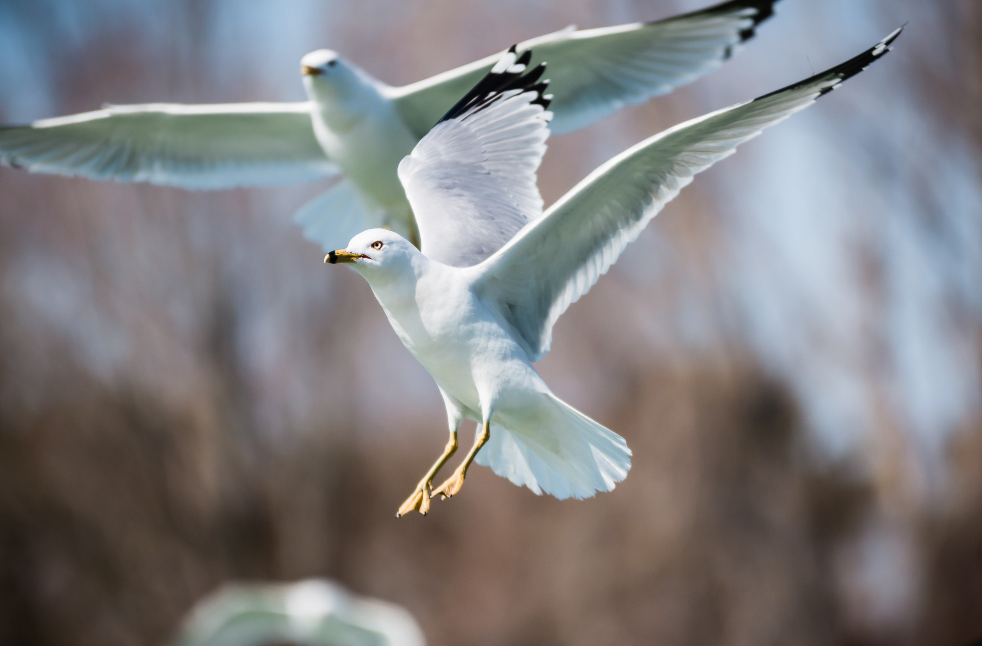 Sigma 70-200mm F2.8 EX DG OS HSM sample photo. Img photography