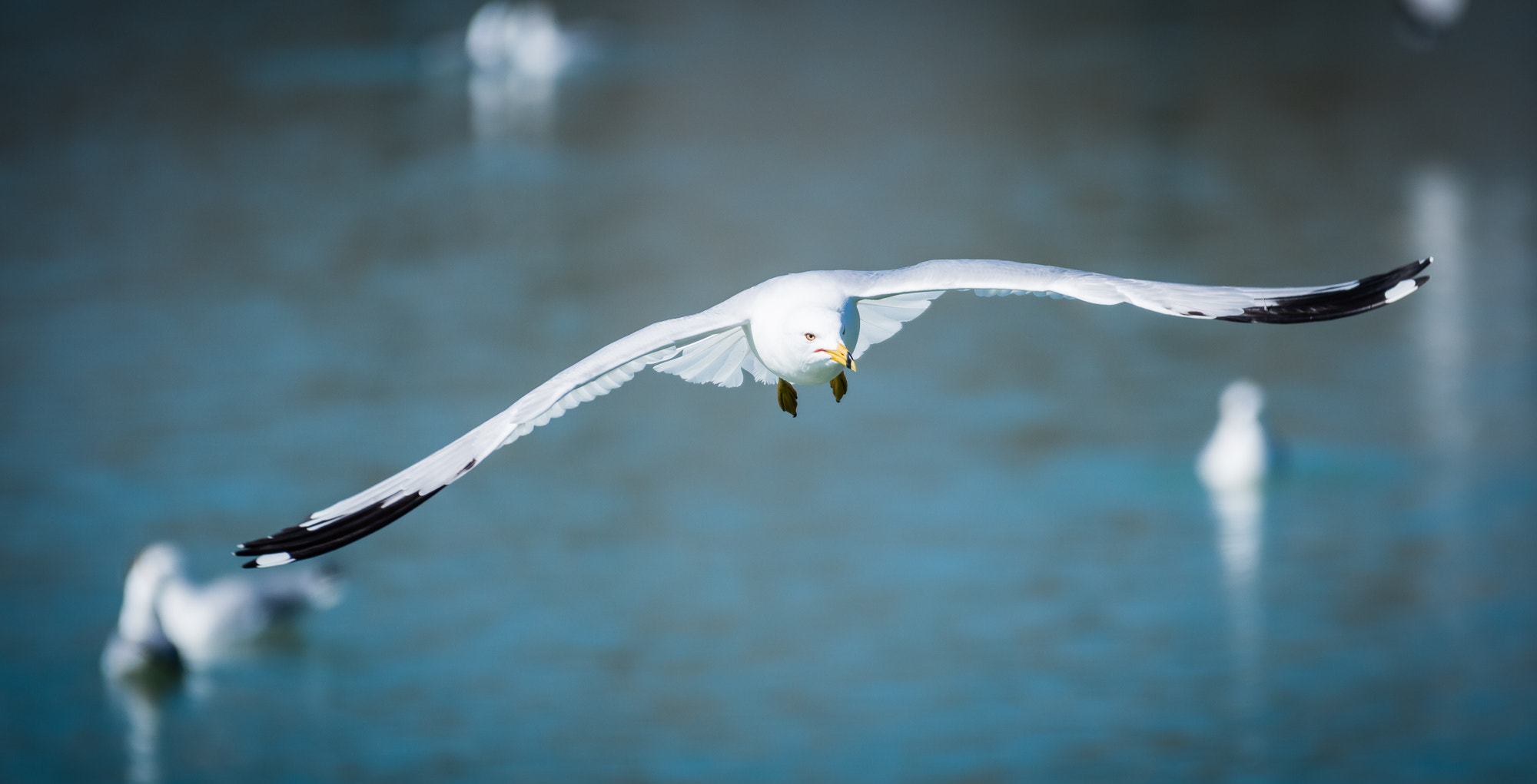 Sigma 70-200mm F2.8 EX DG OS HSM sample photo. Img photography