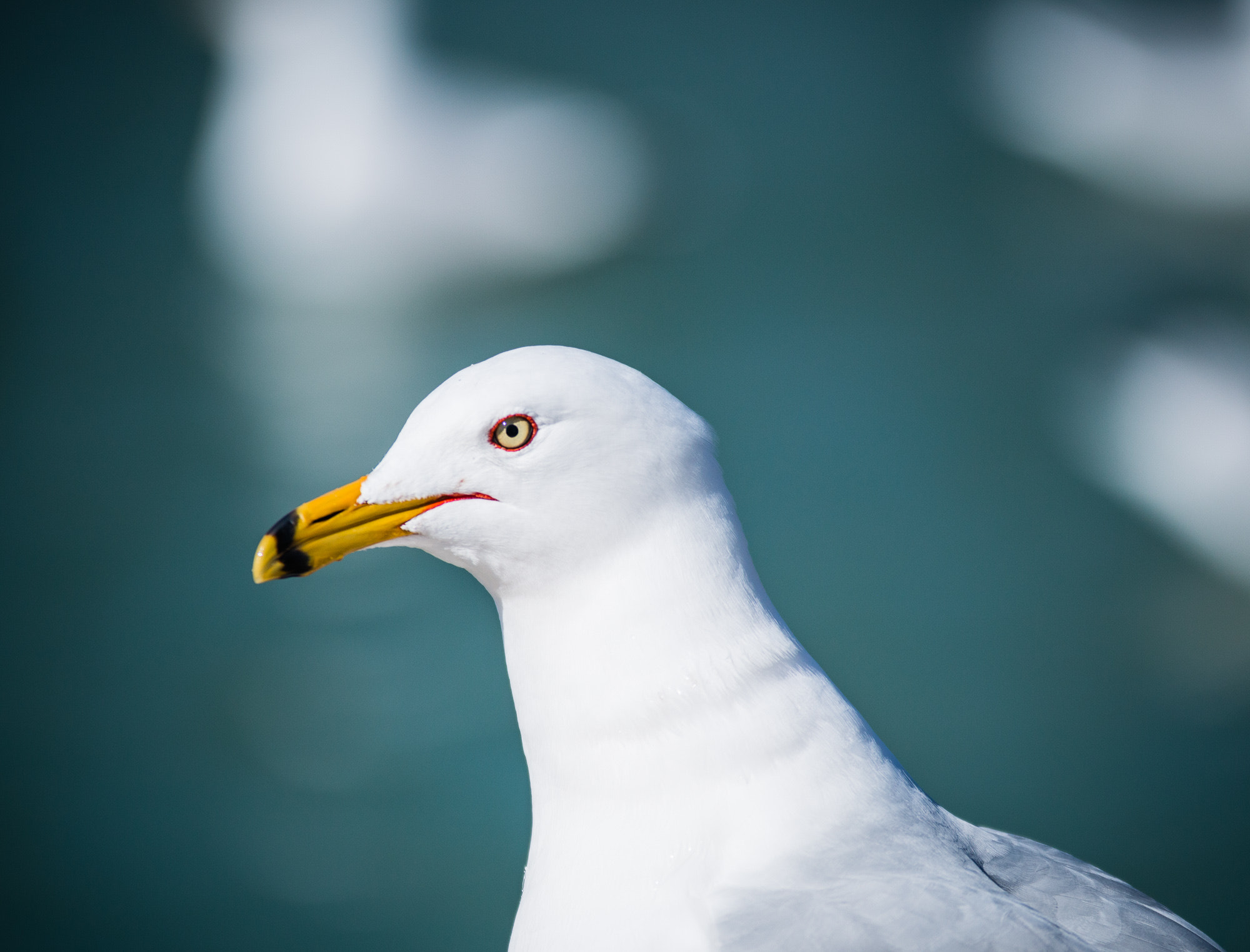 Sigma 70-200mm F2.8 EX DG OS HSM sample photo. Img photography