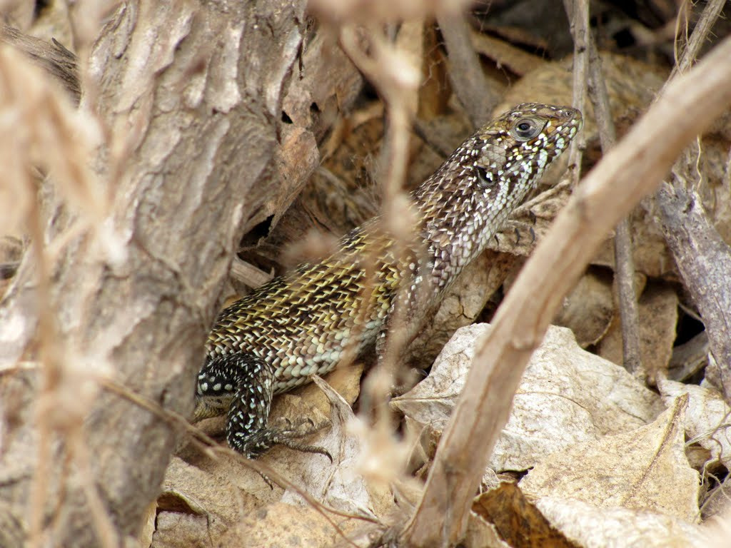 Canon PowerShot SX120 IS sample photo. Lizard camouflage  photography
