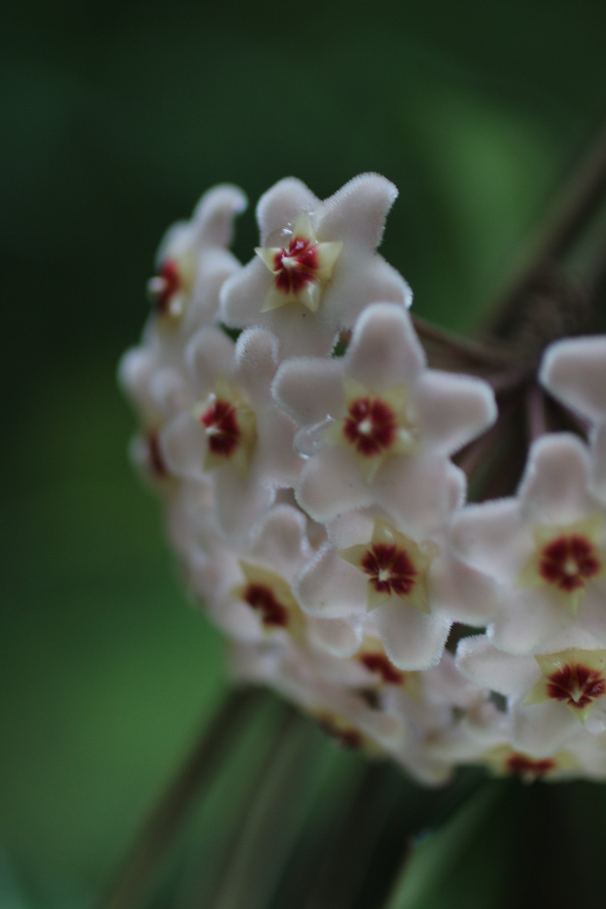 Canon EF 50mm F2.5 Macro sample photo. Img photography