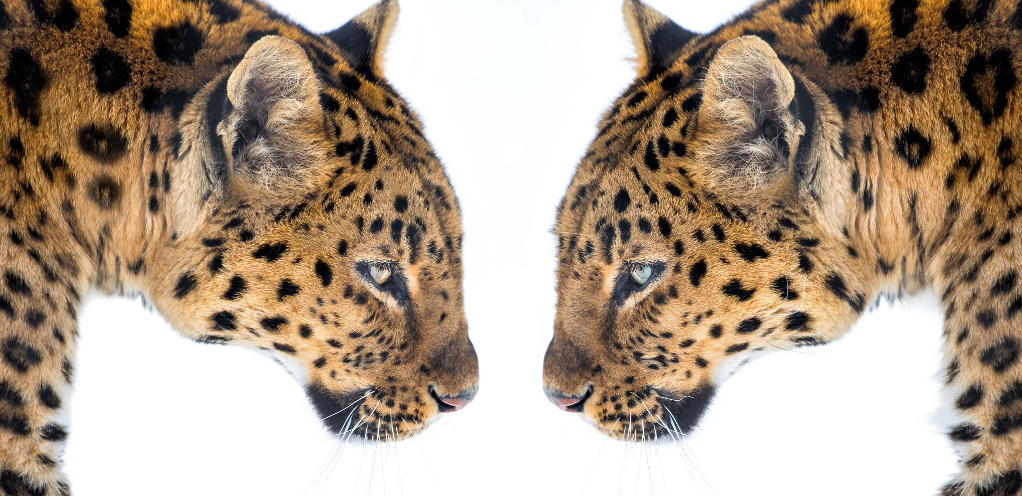 Nikon D810 sample photo. Eye to eye photography