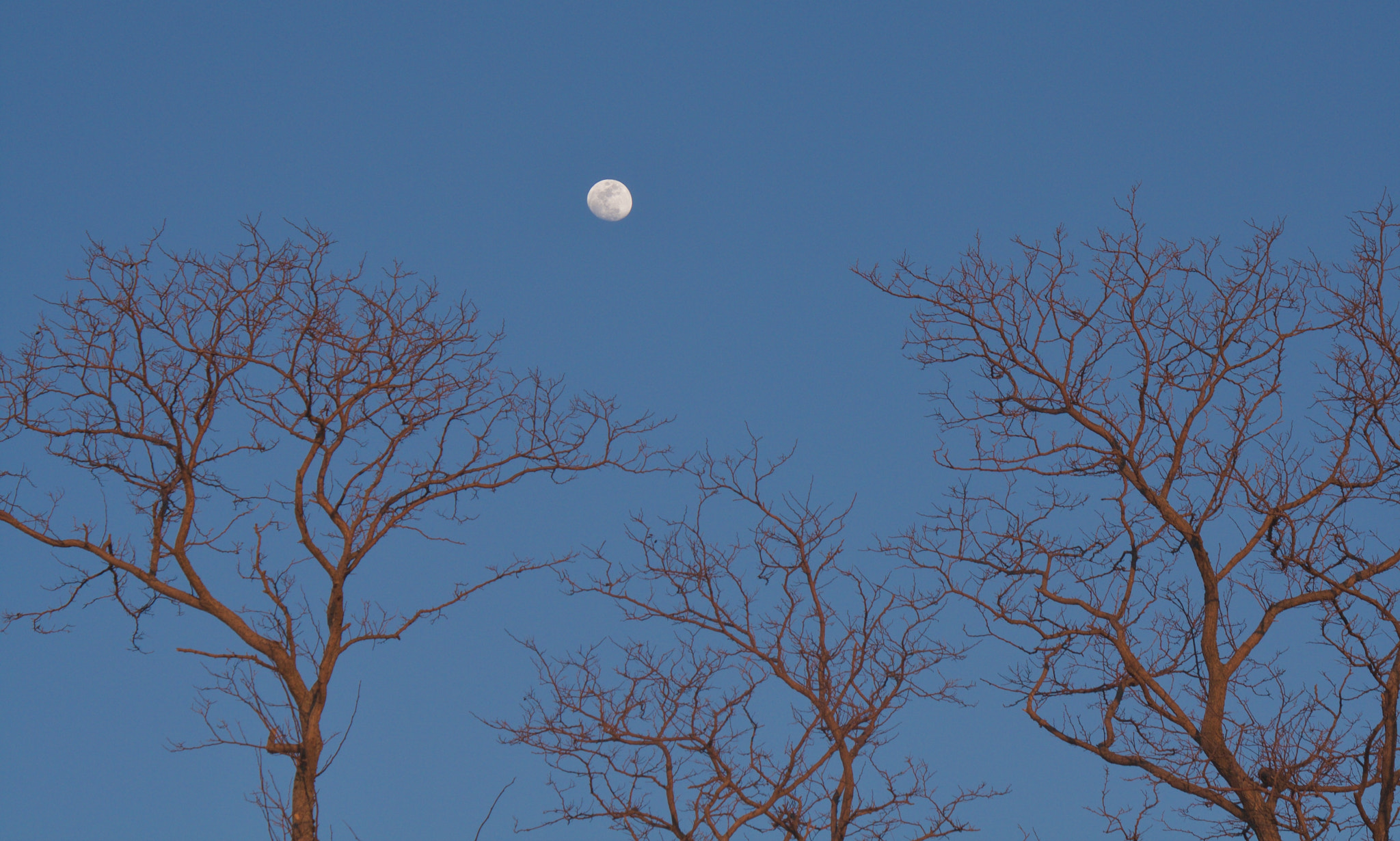 Canon EOS 1000D (EOS Digital Rebel XS / EOS Kiss F) sample photo. Moon photography