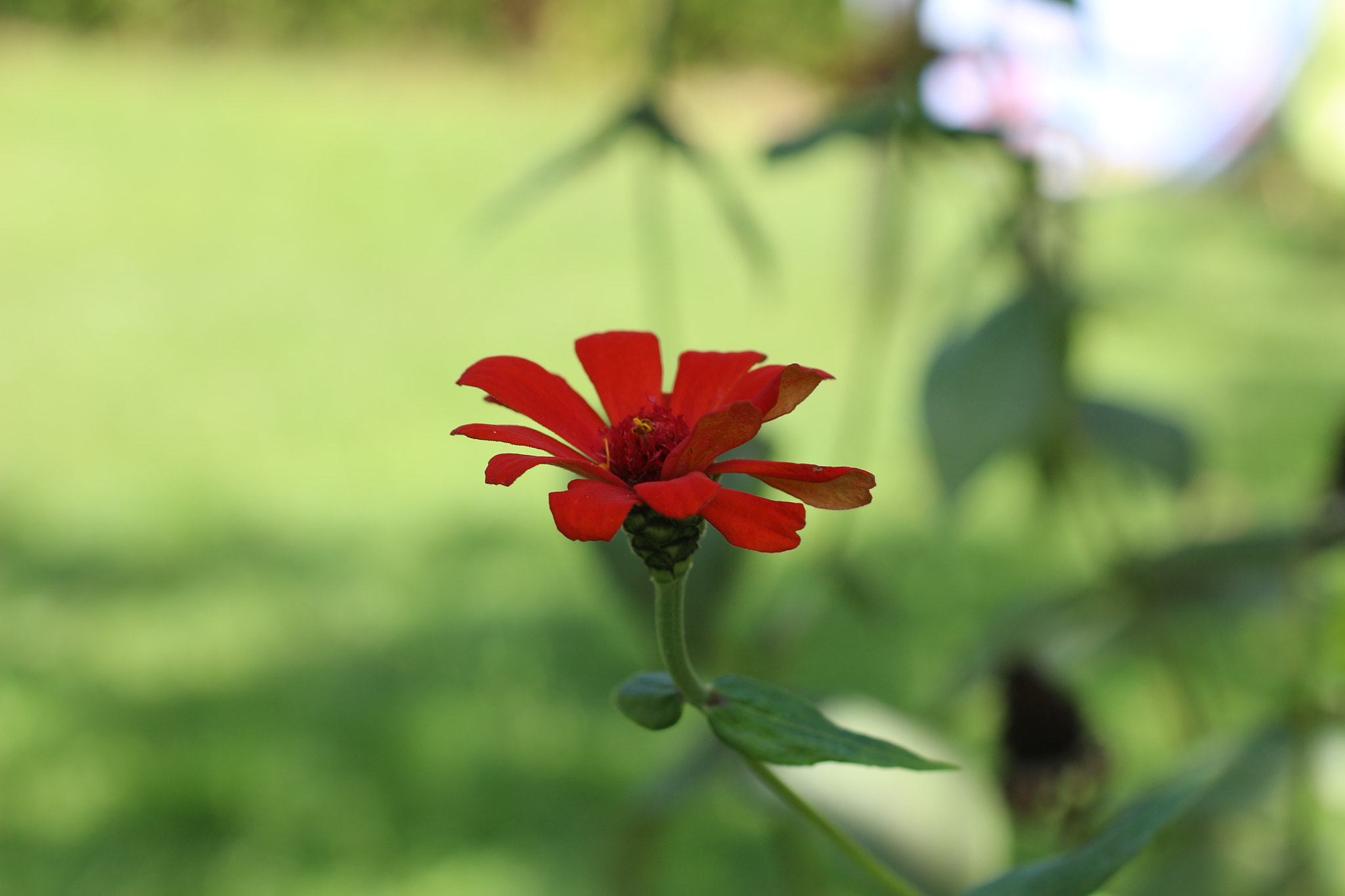 Canon EF 50mm F2.5 Macro sample photo. Img photography