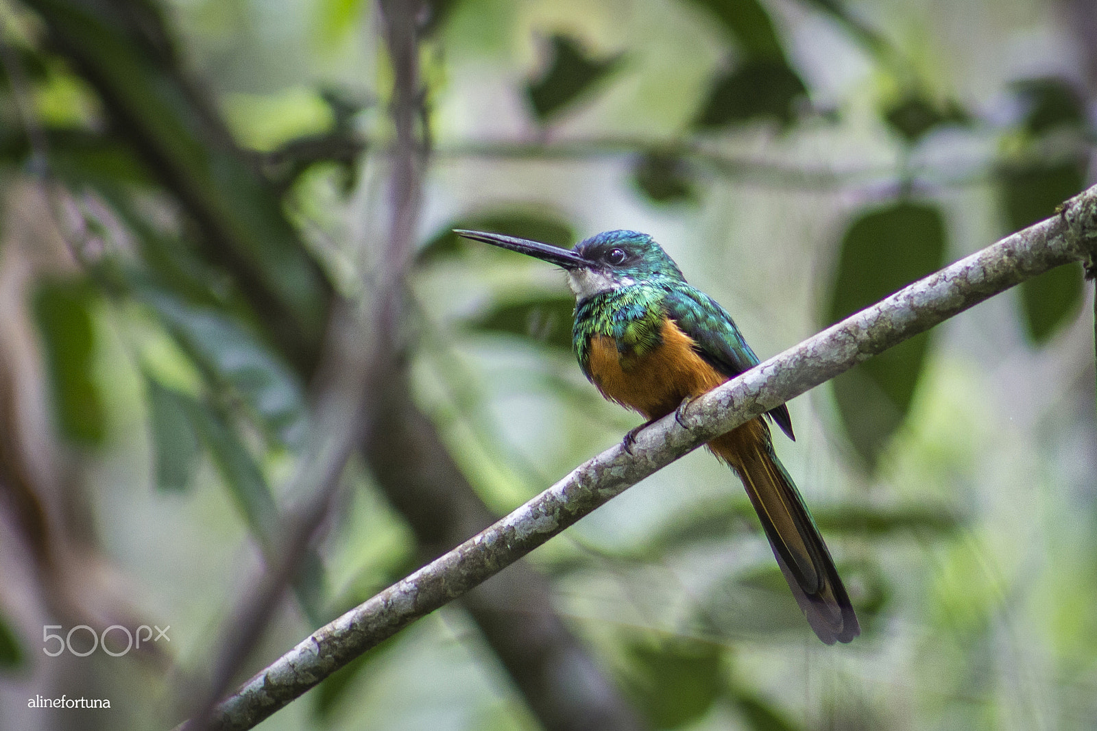 Canon EOS 600D (Rebel EOS T3i / EOS Kiss X5) + EF75-300mm f/4-5.6 sample photo. Colorful bird photography