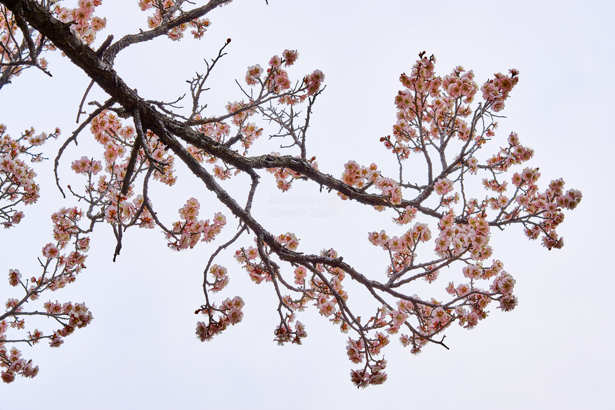 Sony a6000 sample photo. Cloudy spring morning  photography