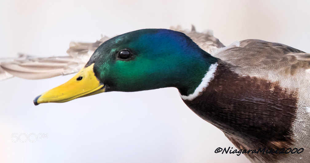 Nikon D810 + Nikon AF-S Nikkor 400mm F2.8E FL ED VR sample photo. Mallard male in flight at close proximity photography