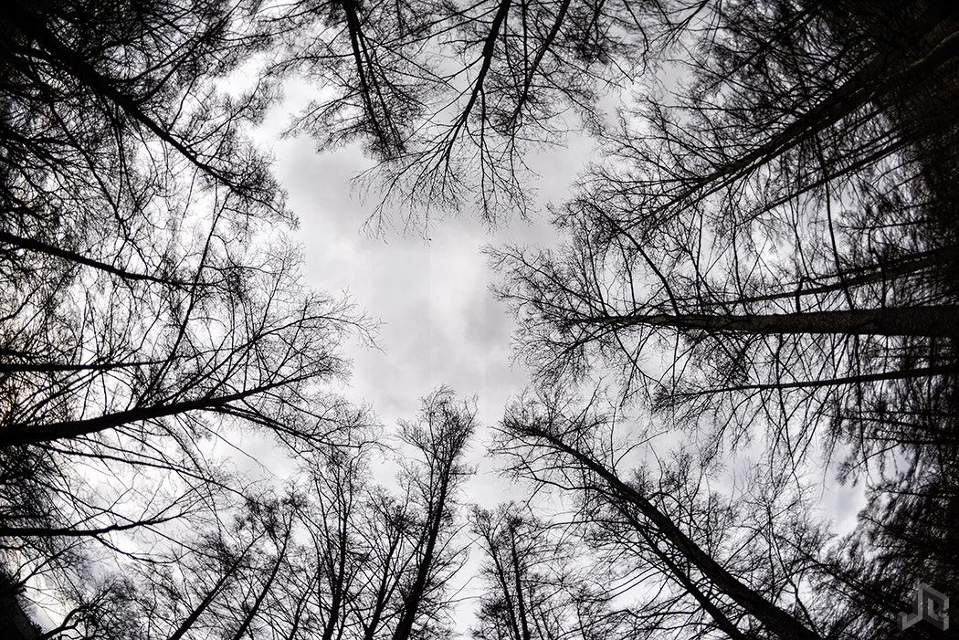 Nikon D610 + Nikon AF Fisheye-Nikkor 16mm F2.8D sample photo. Quaking bog trees photography