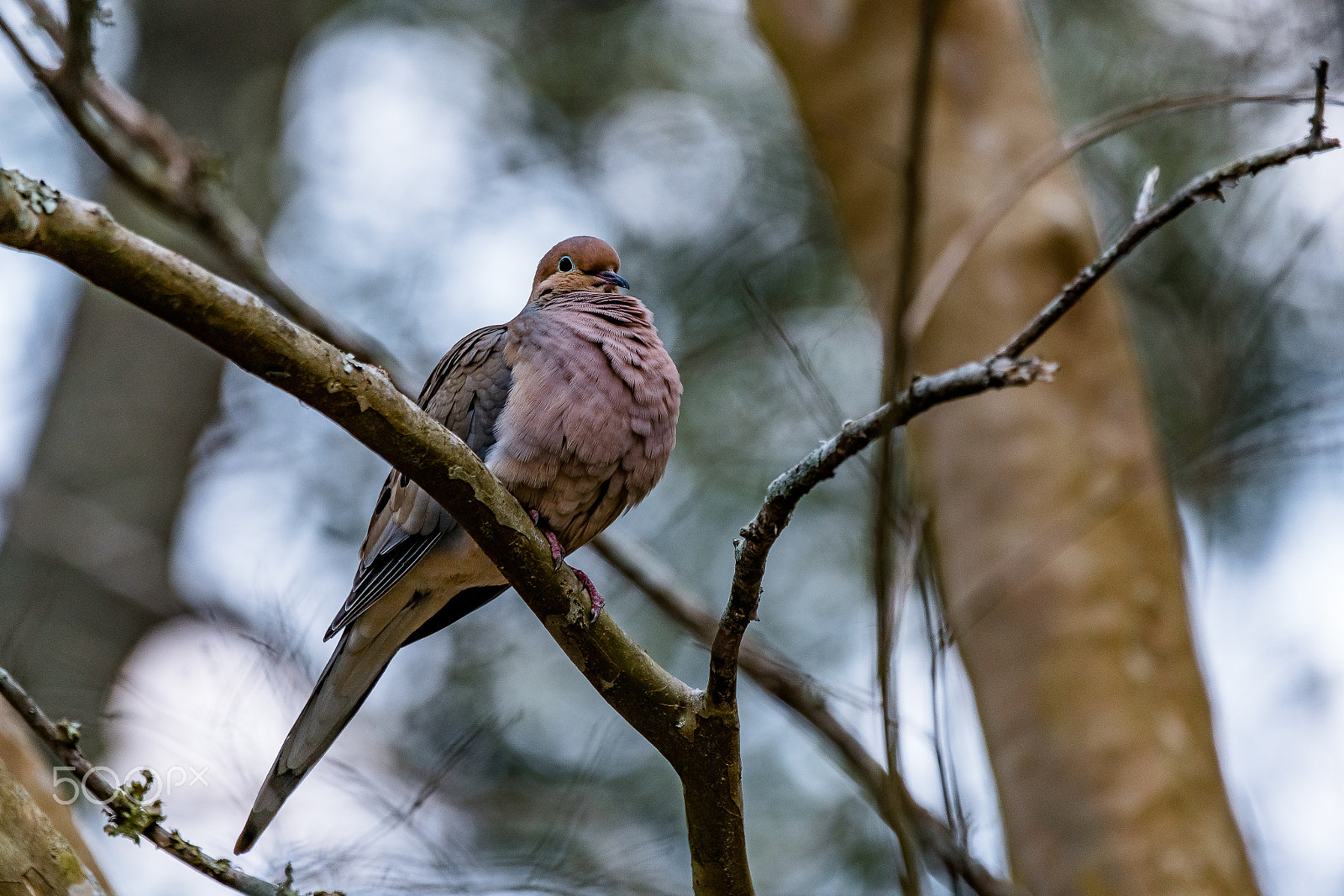 Sony a7R II + Sony 70-400mm F4-5.6 G SSM II sample photo. Dusk dove photography