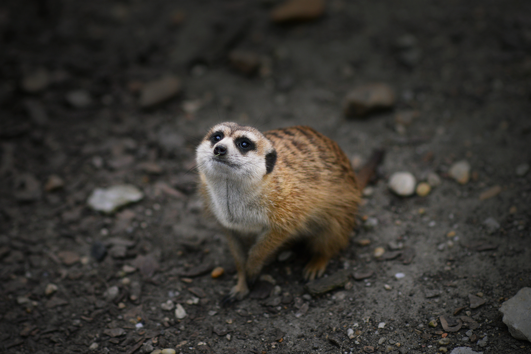 Nikon D800 sample photo. Meerkat photography