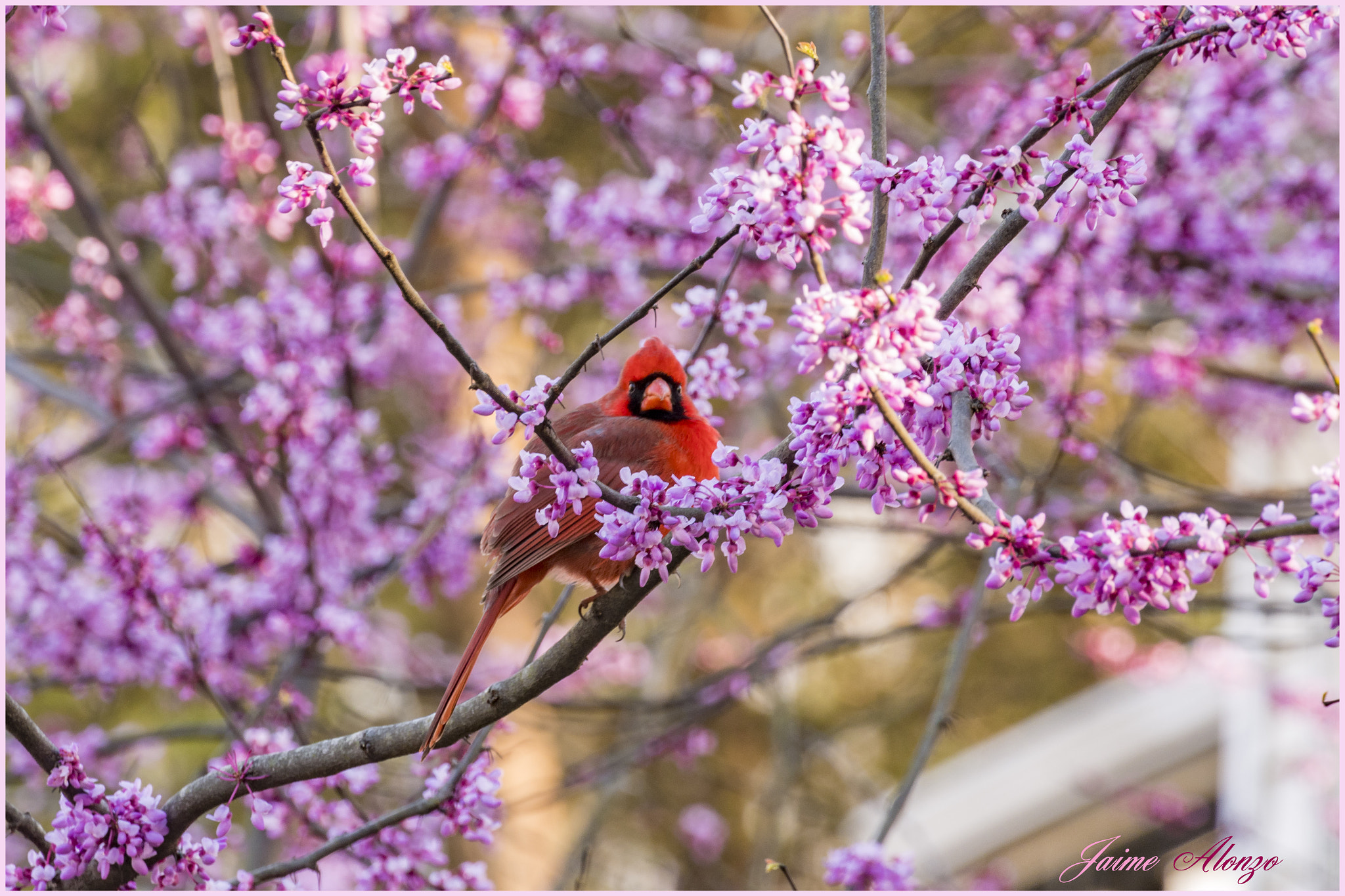Nikon D500 sample photo. Spring colors photography