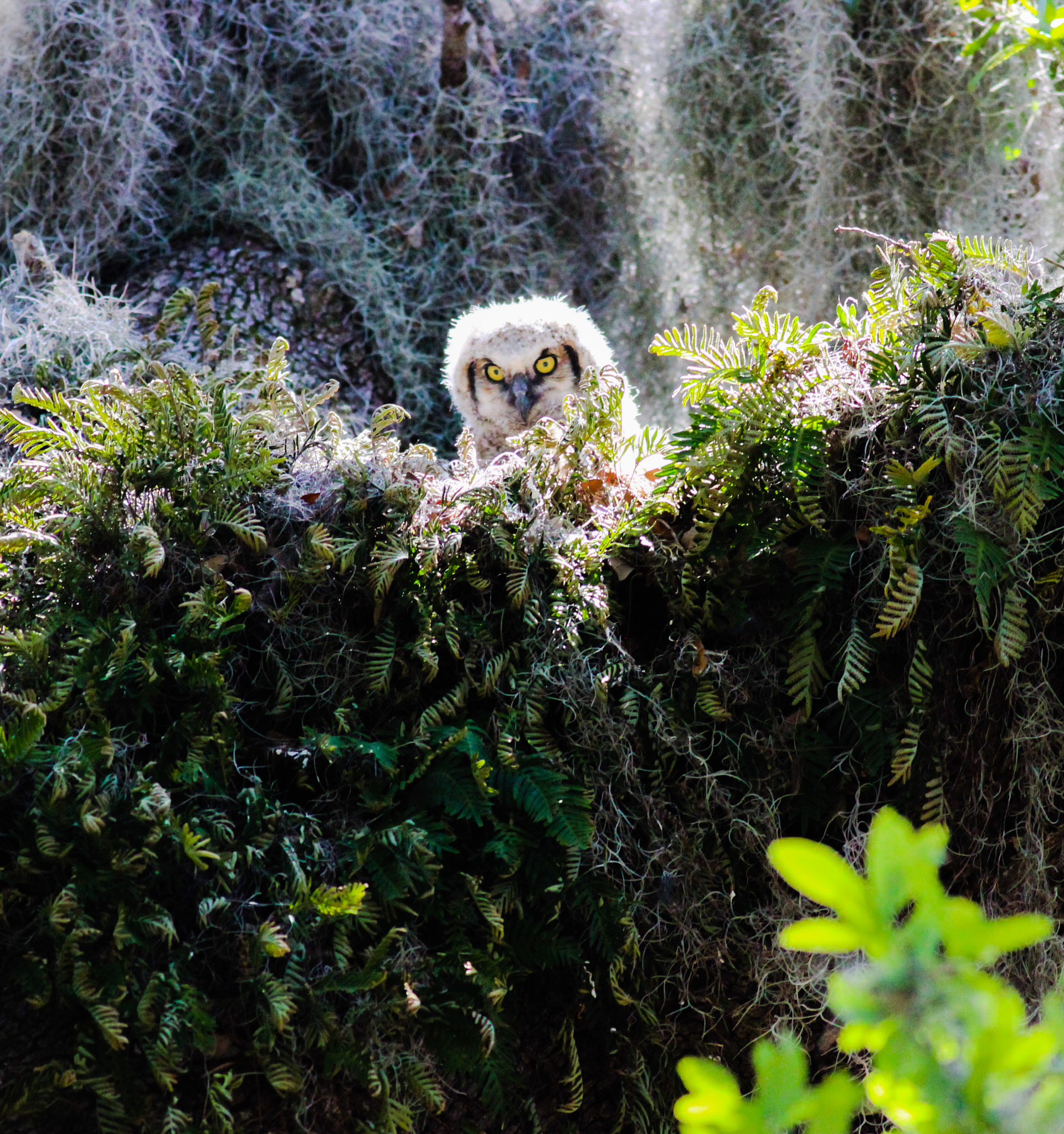 Canon EOS 600D (Rebel EOS T3i / EOS Kiss X5) + Canon EF 400mm F5.6L USM sample photo. Cute junior owl gho photography