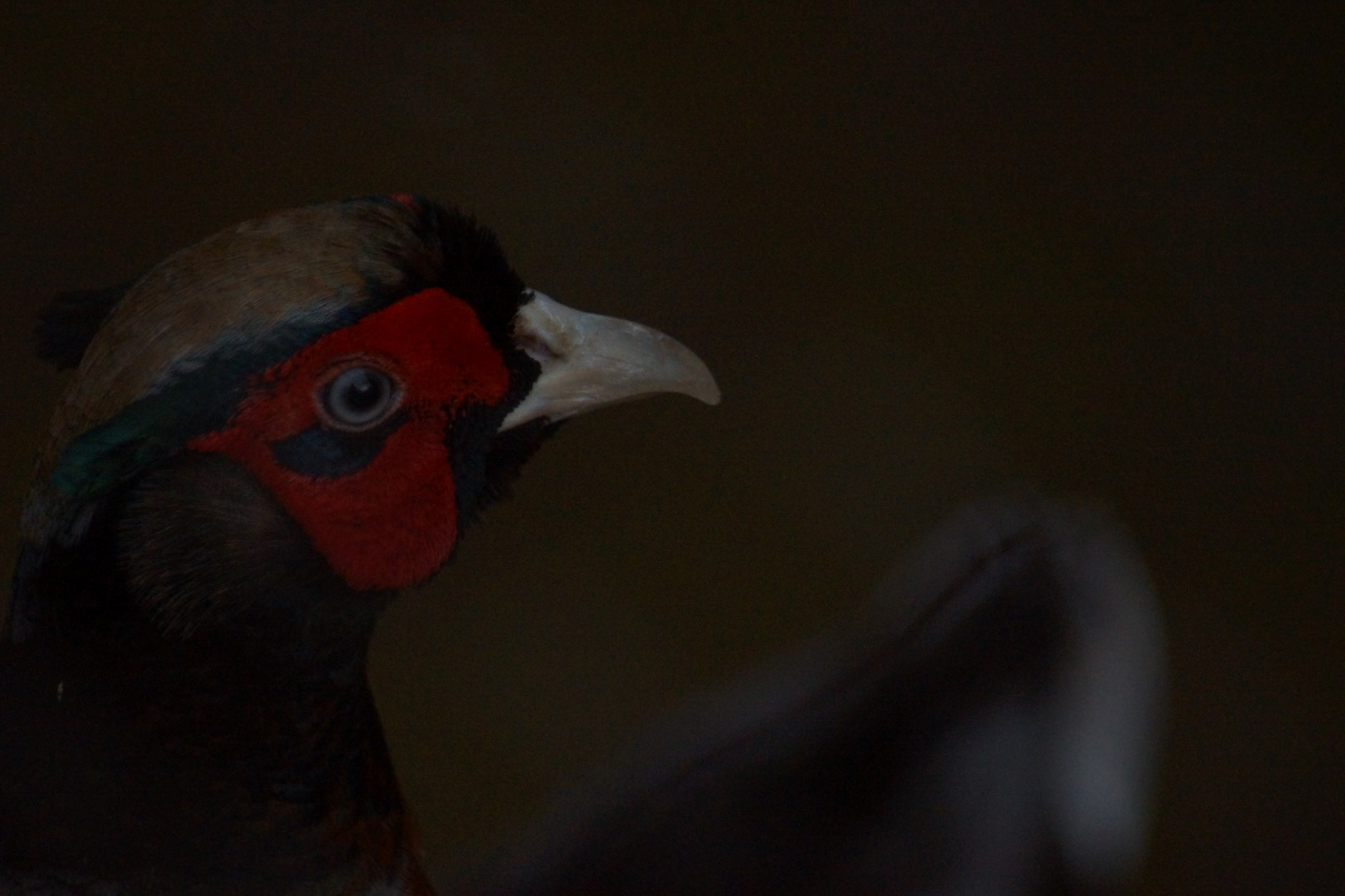 Sony SLT-A65 (SLT-A65V) sample photo. Pheasant portrait  photography