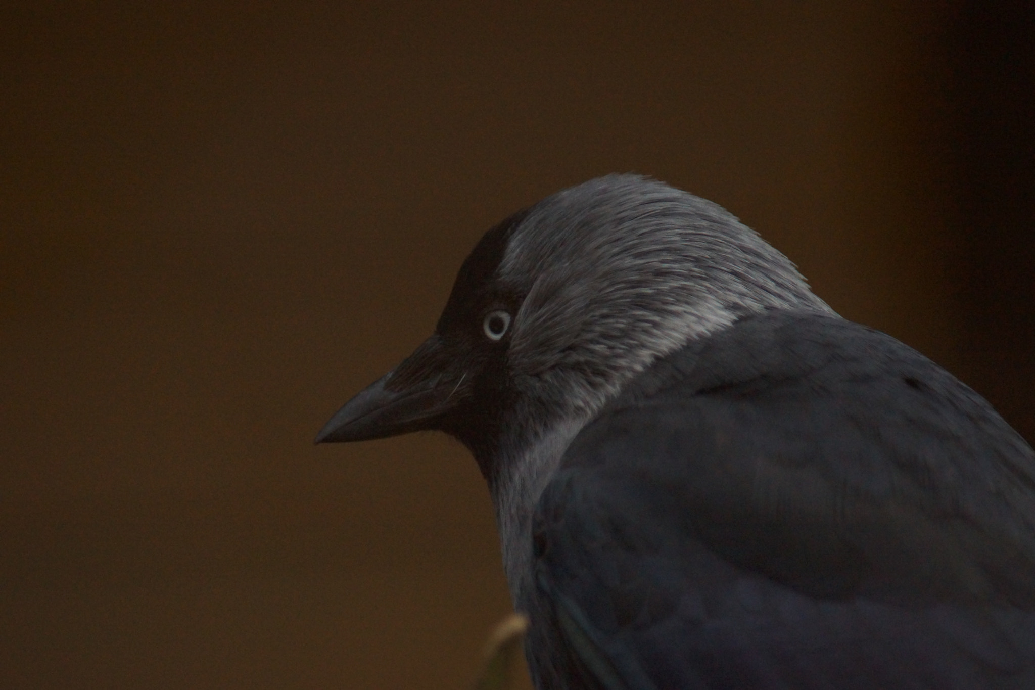 Sony SLT-A65 (SLT-A65V) + Minolta AF 70-210mm F4.5-5.6 [II] sample photo. Jackdaw bird photography