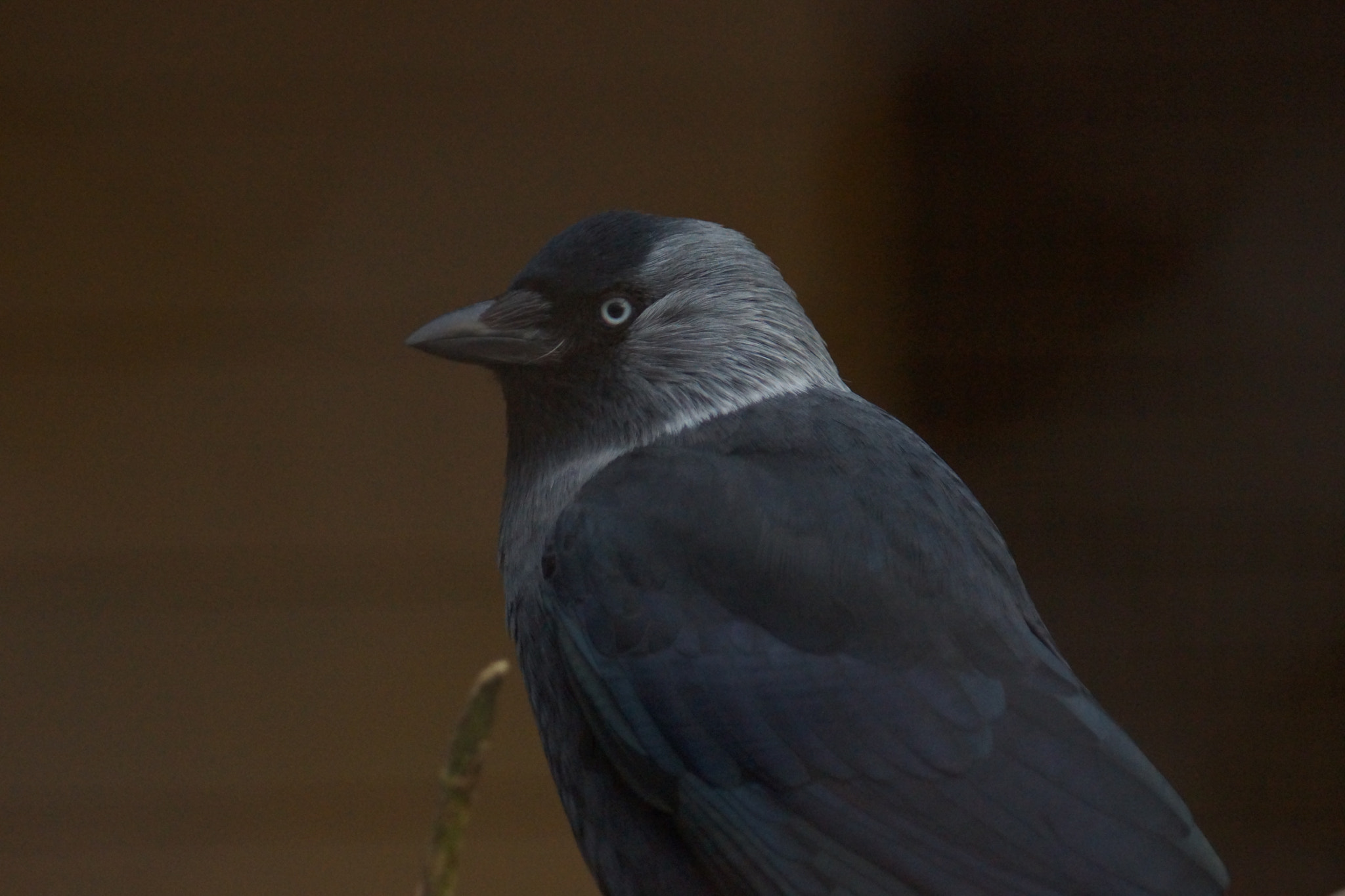 Sony SLT-A65 (SLT-A65V) + Minolta AF 70-210mm F4.5-5.6 [II] sample photo. Jackdaw  photography