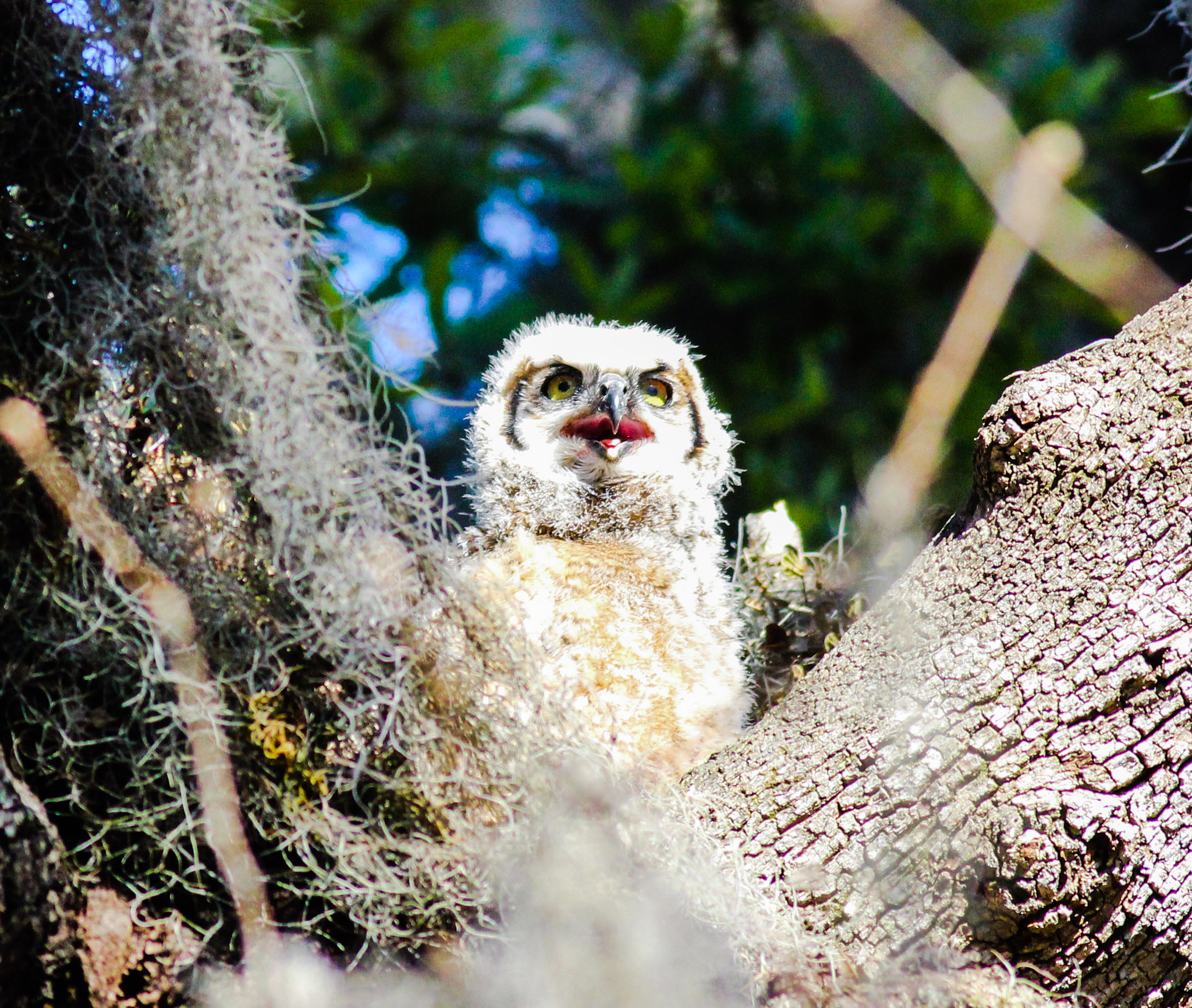 Canon EOS 600D (Rebel EOS T3i / EOS Kiss X5) + Canon EF 400mm F5.6L USM sample photo. Baby owl photography