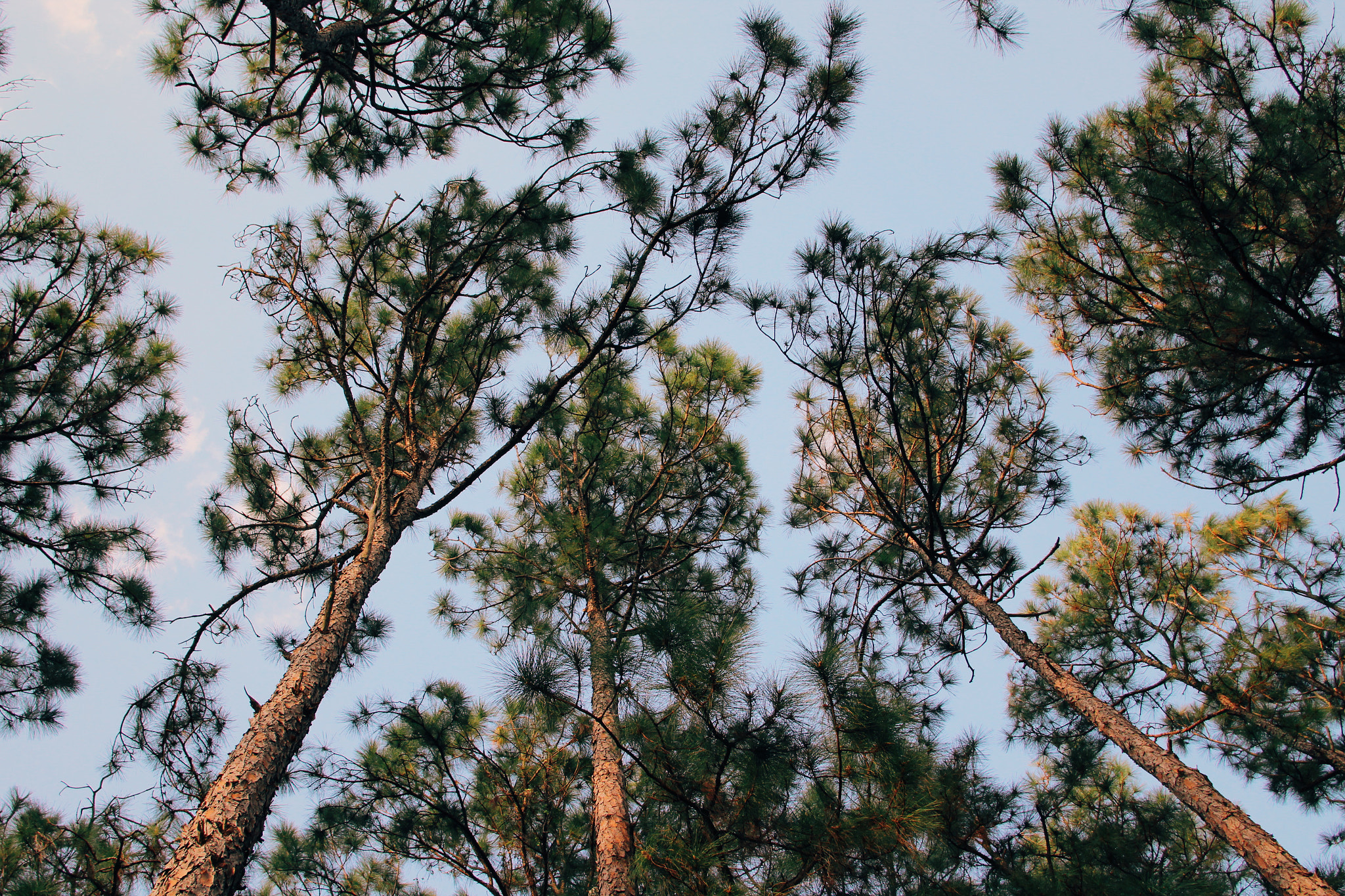 Canon EF 24-85mm F3.5-4.5 USM sample photo. Nature that watches from above photography