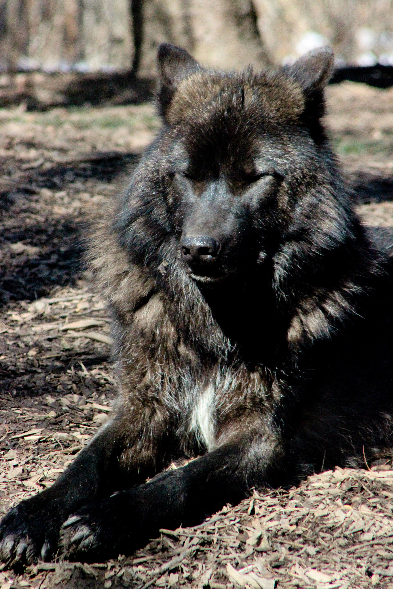 Canon EOS 600D (Rebel EOS T3i / EOS Kiss X5) + EF75-300mm f/4-5.6 sample photo. Black wolf, 3.6.16 photography