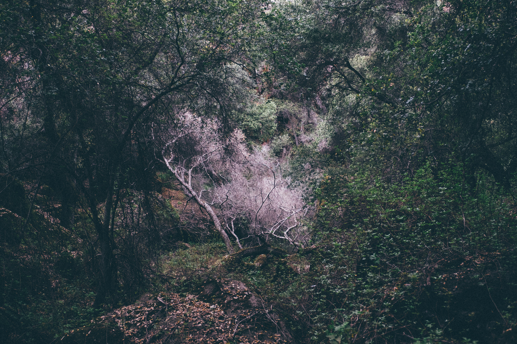 Fujifilm X-T1 + Fujifilm XF 16-55mm F2.8 R LM WR sample photo. Pinnacles photography