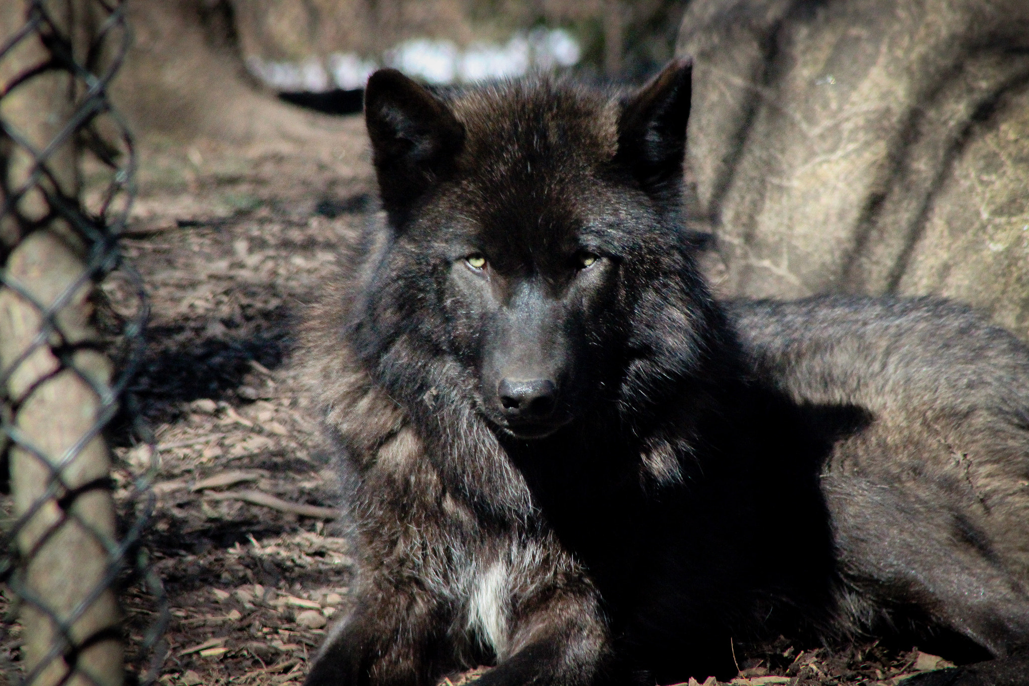 Canon EOS 600D (Rebel EOS T3i / EOS Kiss X5) + EF75-300mm f/4-5.6 sample photo. Black wolf 2, 3.6.16 photography