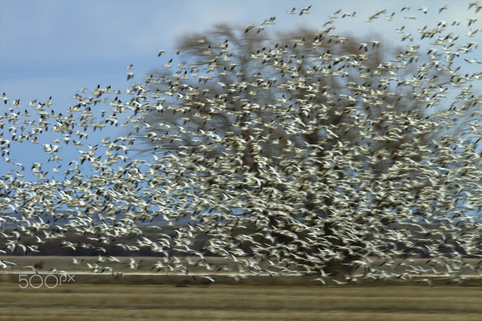 Canon EF 600mm F4L IS II USM sample photo. Snow geese photography