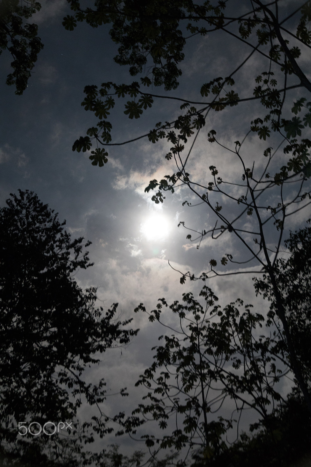 Canon EOS 5D Mark IV sample photo. Moonlight over canopy of trees photography