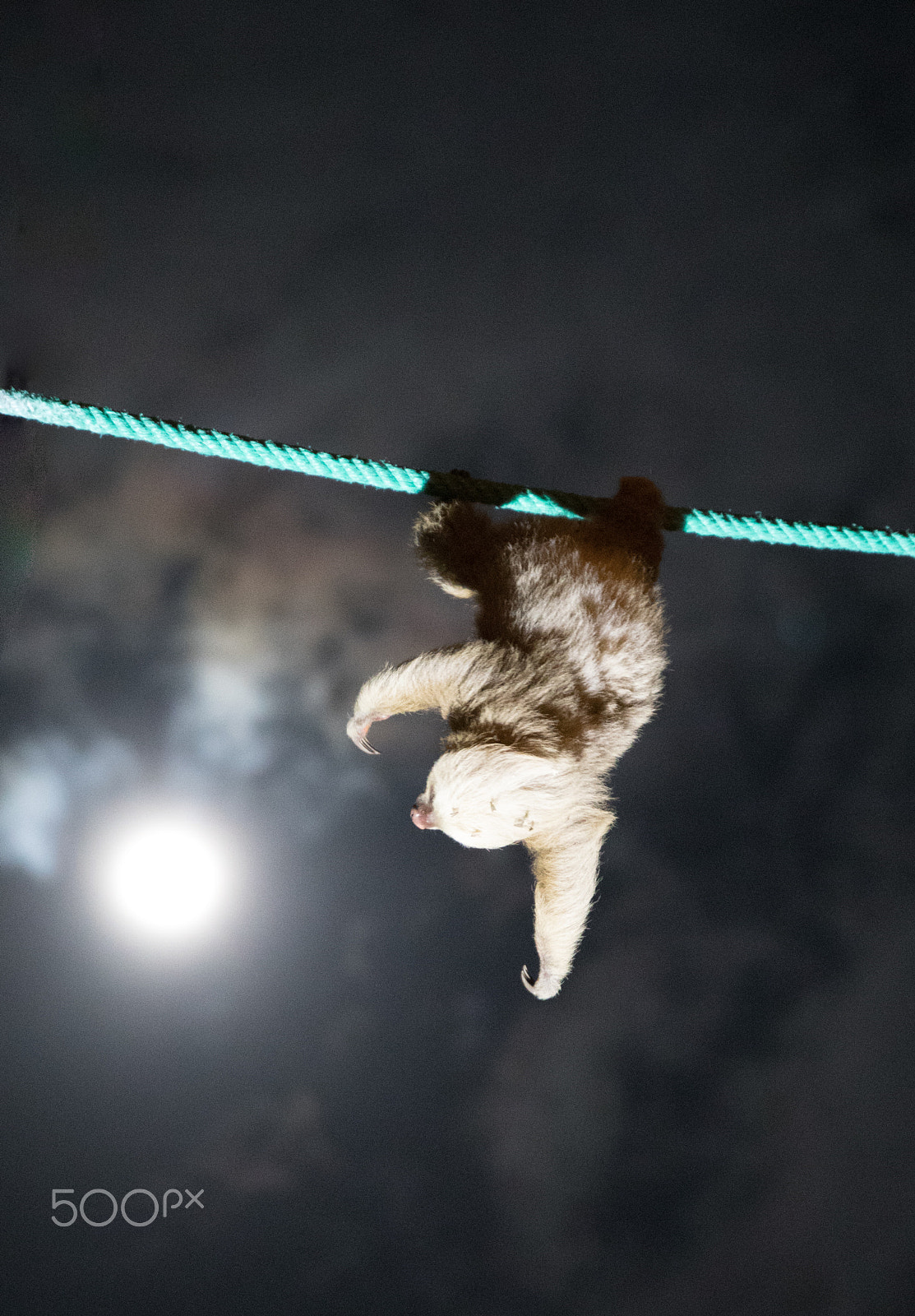Canon EOS 5D Mark IV + Sigma 17-70mm F2.8-4 DC Macro OS HSM sample photo. Two toed sloth in moonlight photography