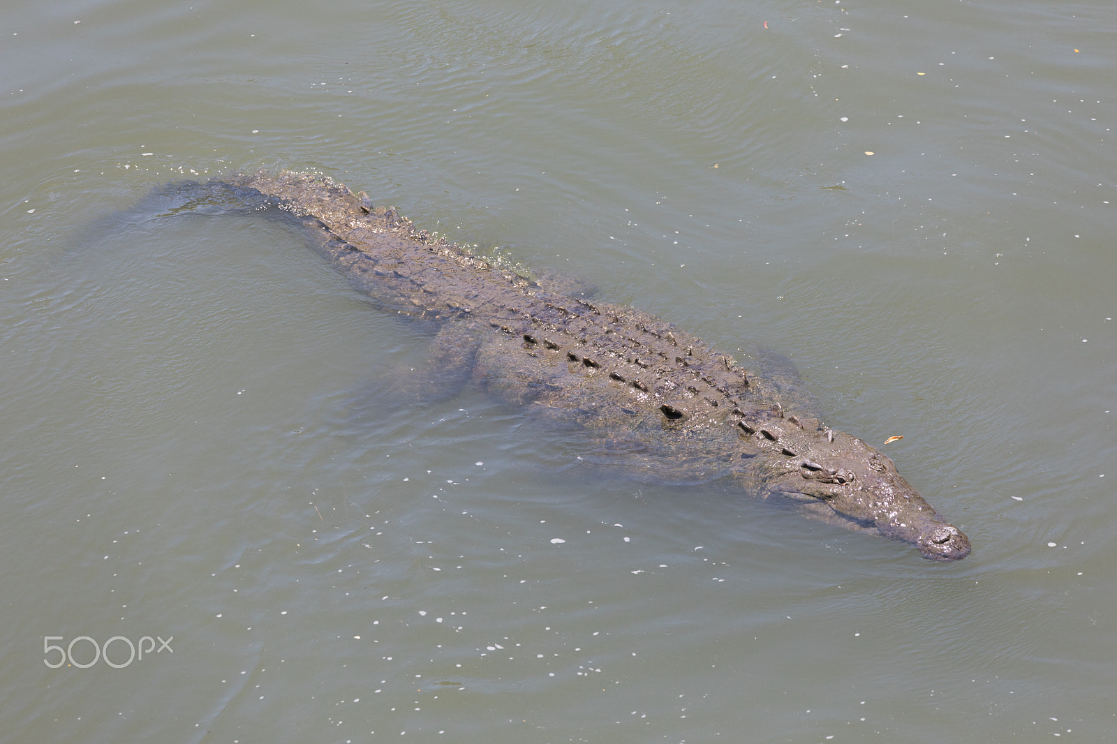 150-600mm F5-6.3 DG OS HSM | Contemporary 015 sample photo. Crocodile at river tarcoles photography